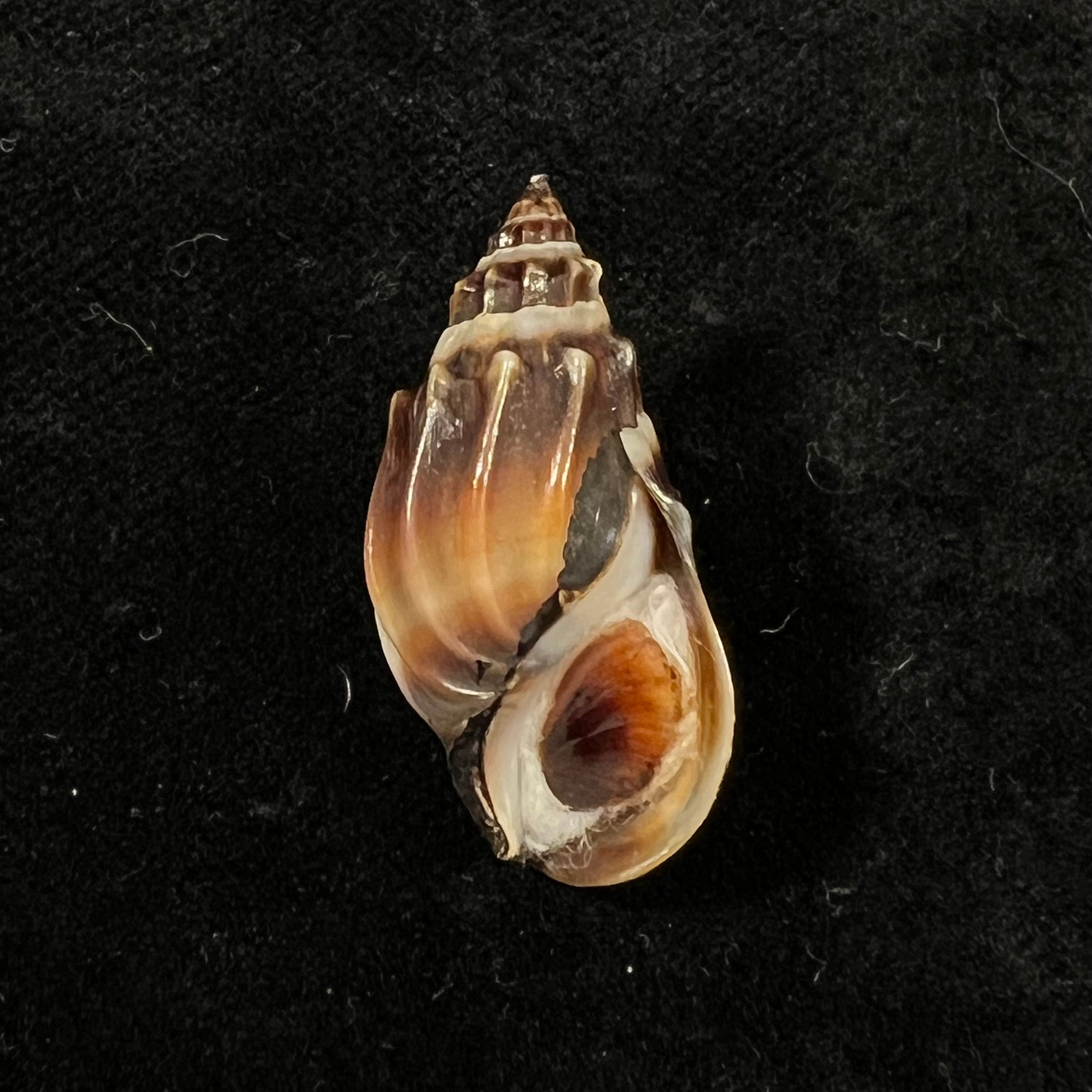 Melanopsis magnifica 布尔吉纳, 1884 - 29,3mm