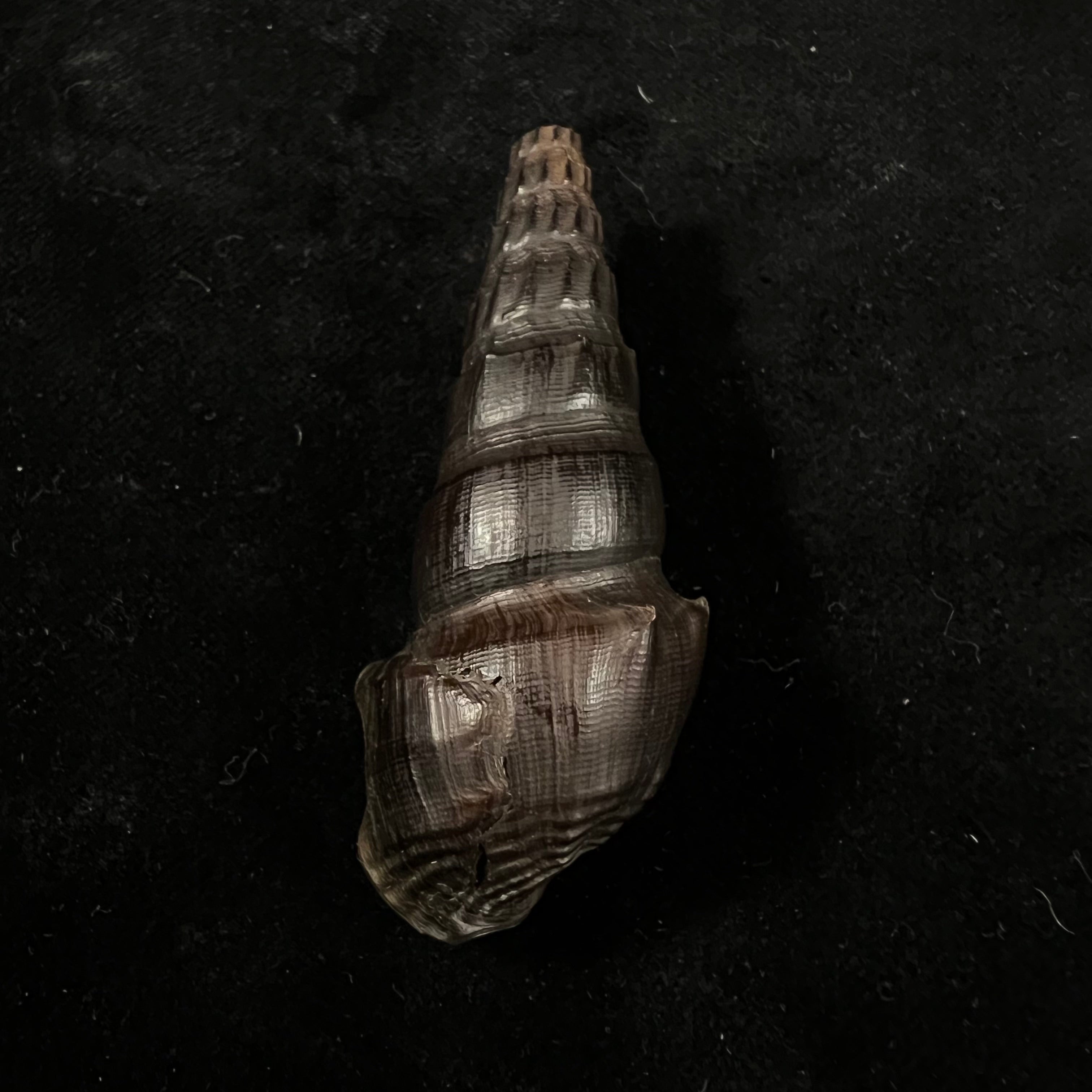 Melanatria Fluminea (Gmelin, 1767) - 68,5mm