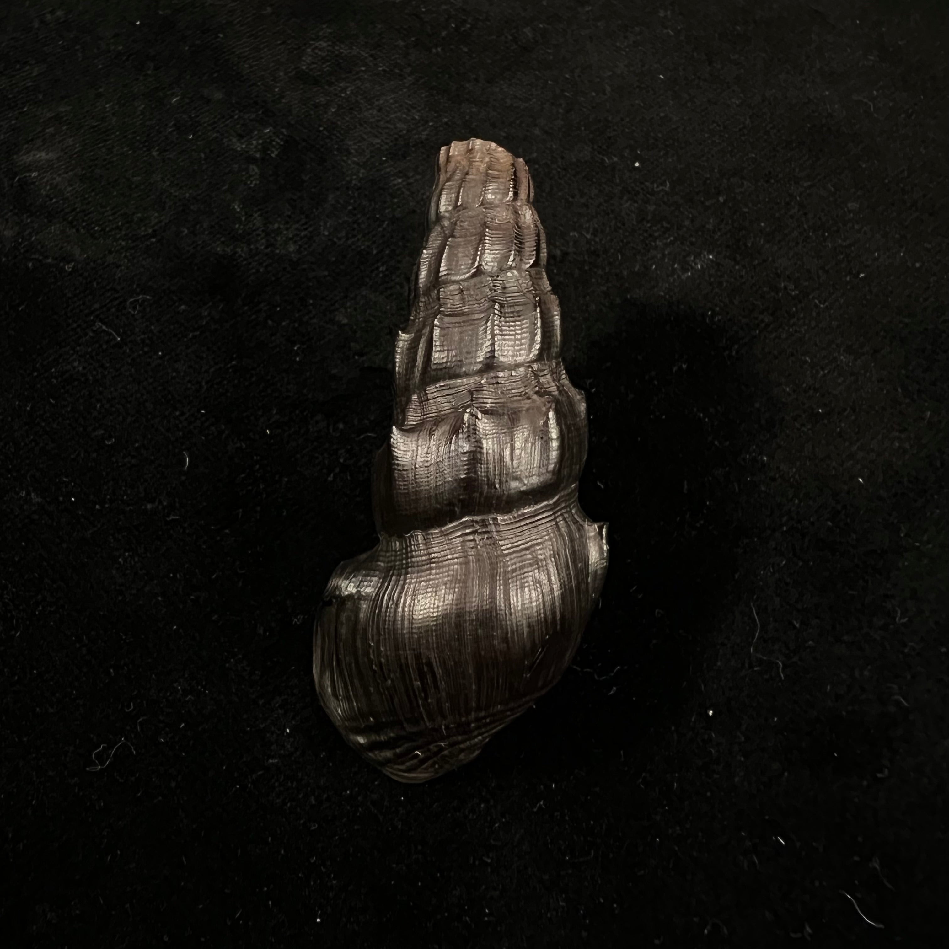 Melanatria Fluminea (Gmelin, 1767) - 59,9mm