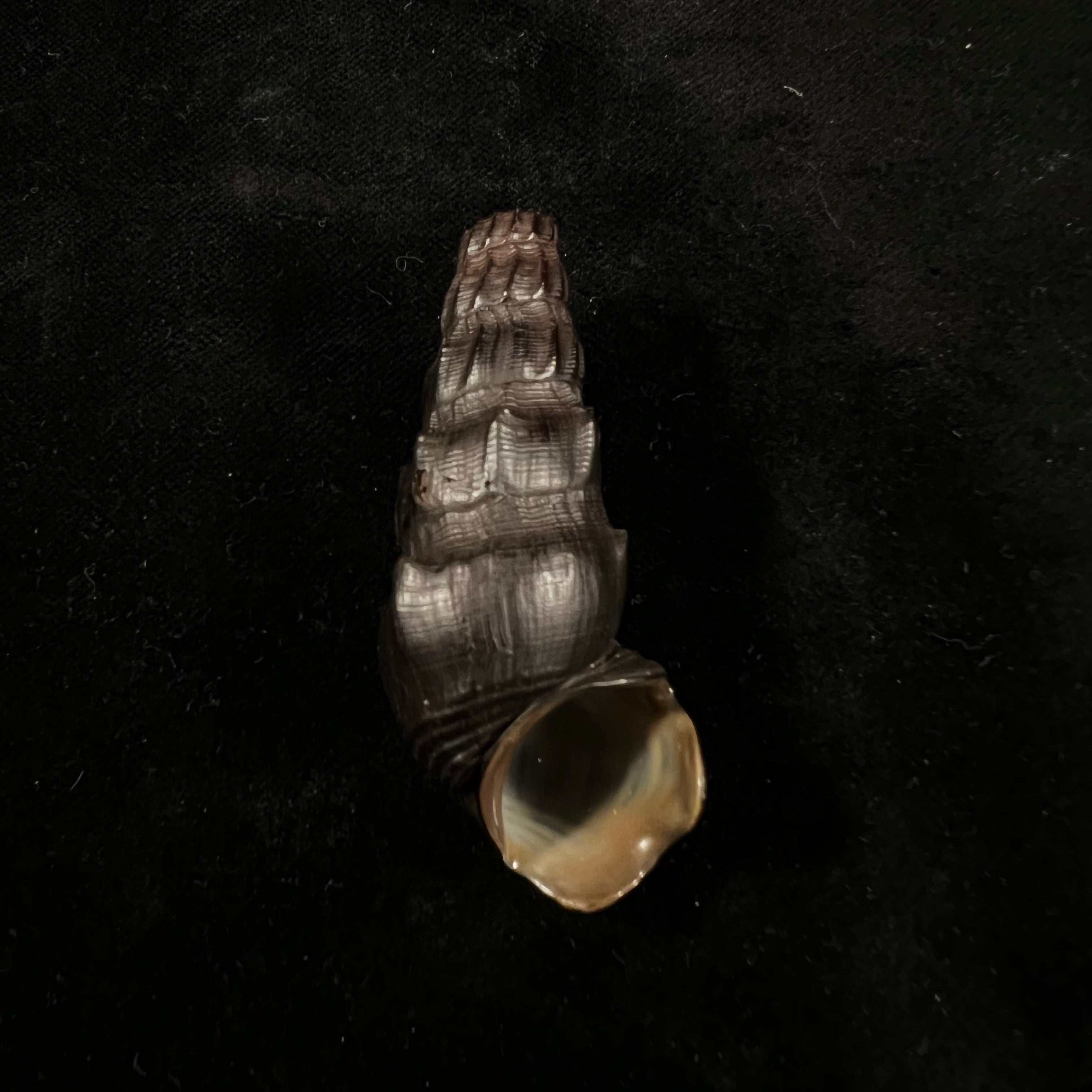 Melanatria Fluminea (Gmelin, 1767) - 59,9mm