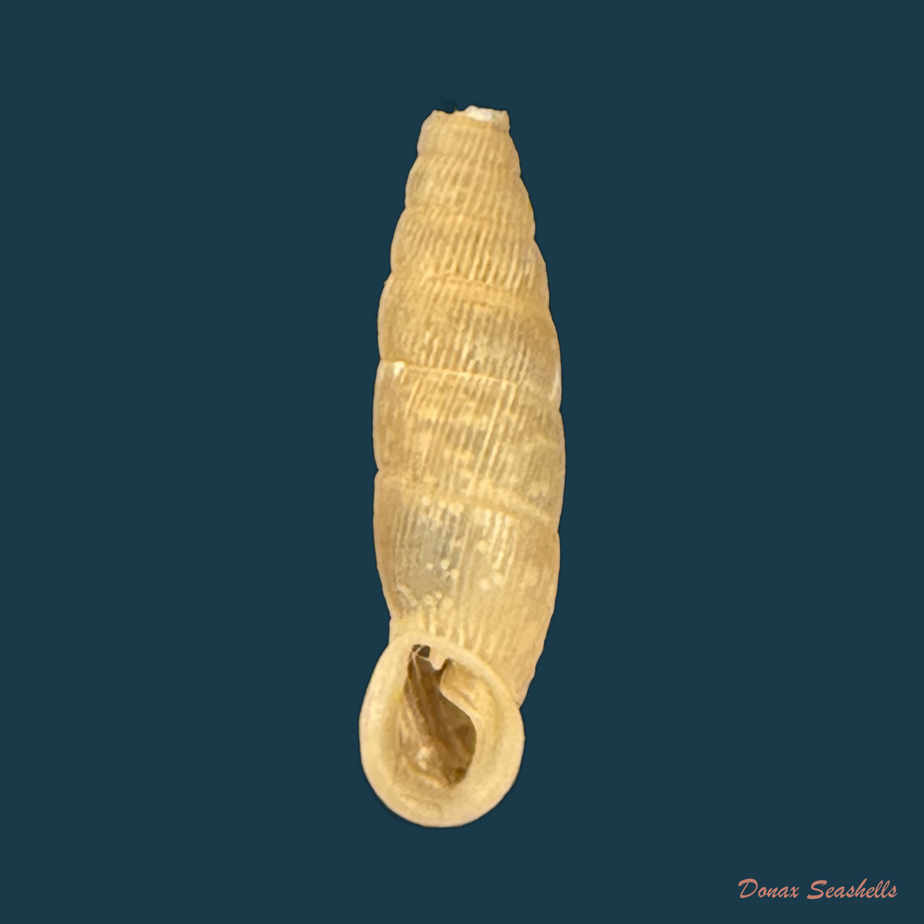 Carinigera schuetti R. A. Brandt, 1962 - 14mm