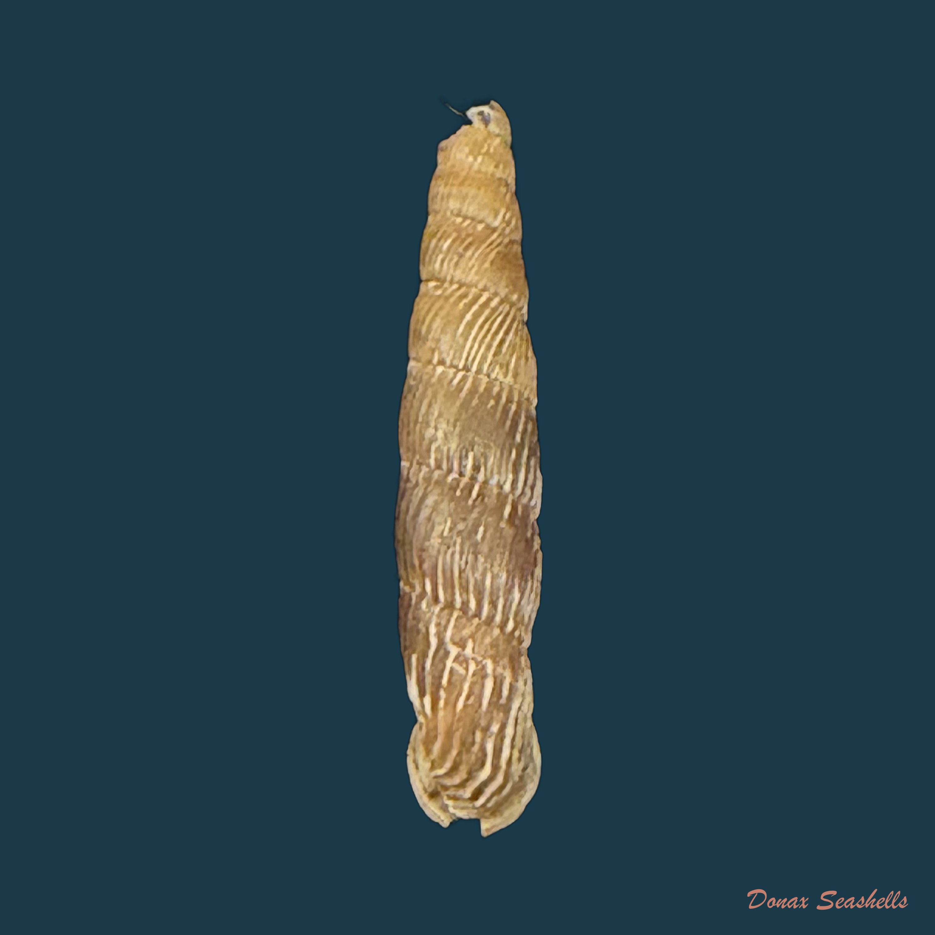 Carinigera albicosta (O. Boettger, 1877)- 19,1mm