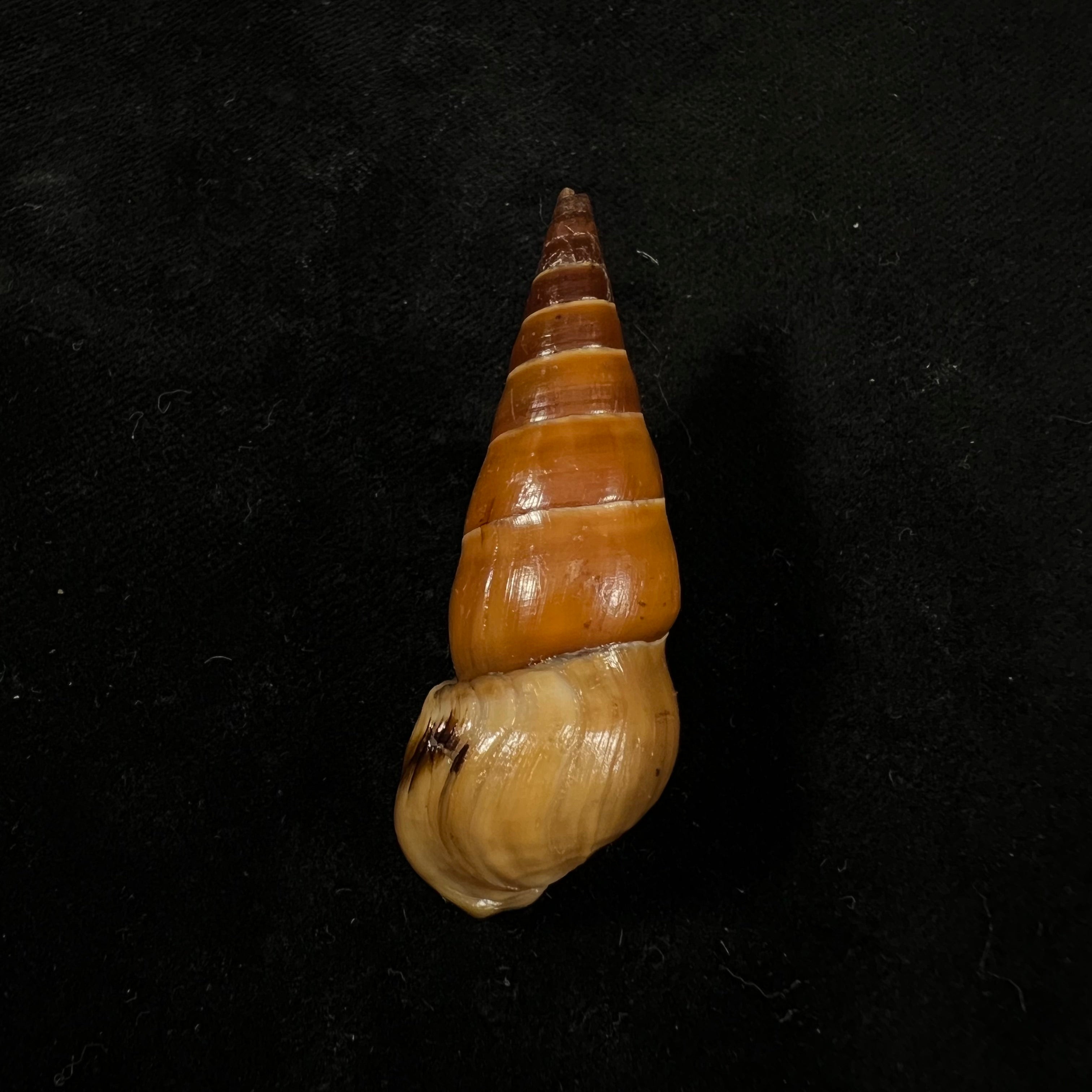 Pirena bicarinata (Grateloup, 1840) - 54,3mm
