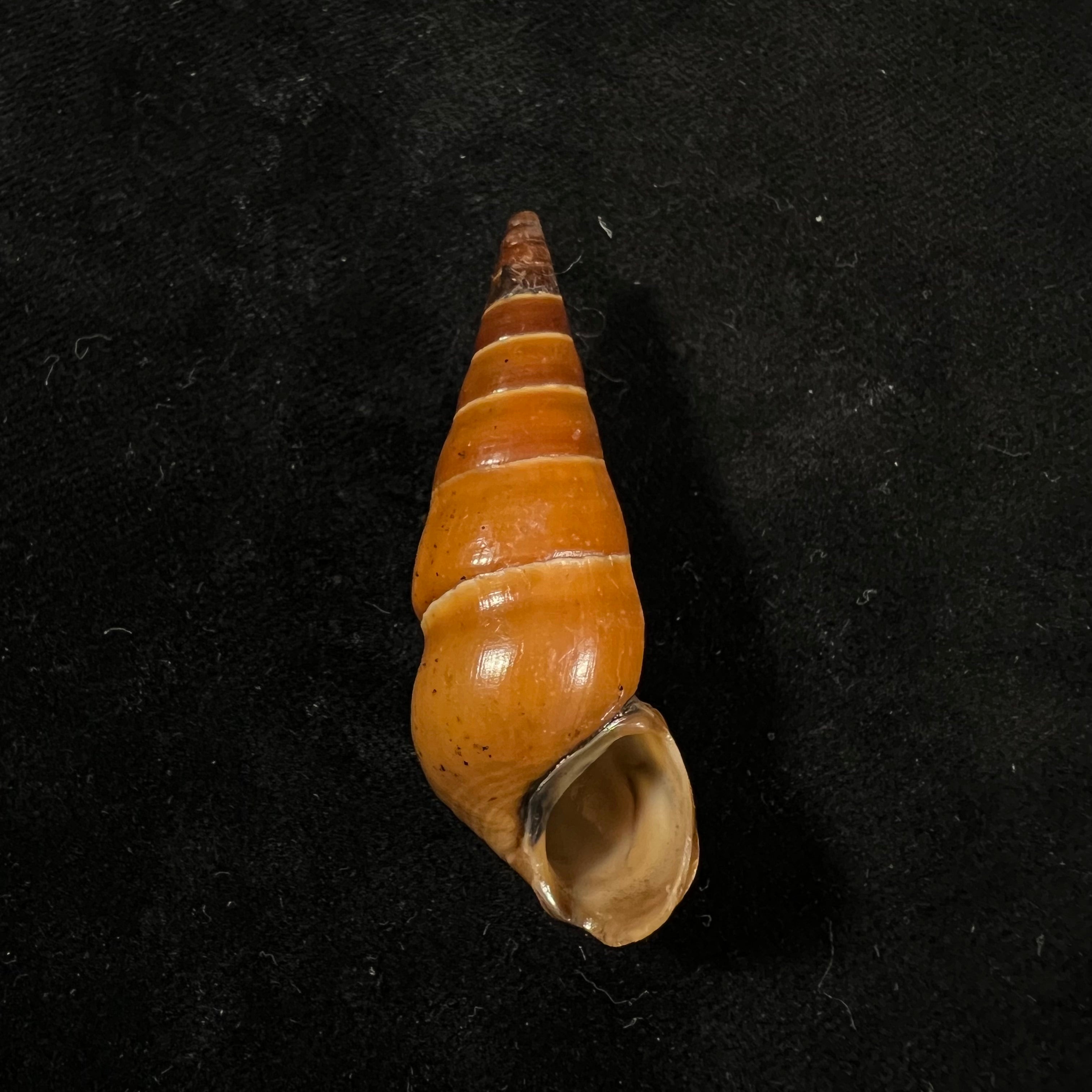 Pirena bicarinata (Grateloup, 1840) - 54,3mm