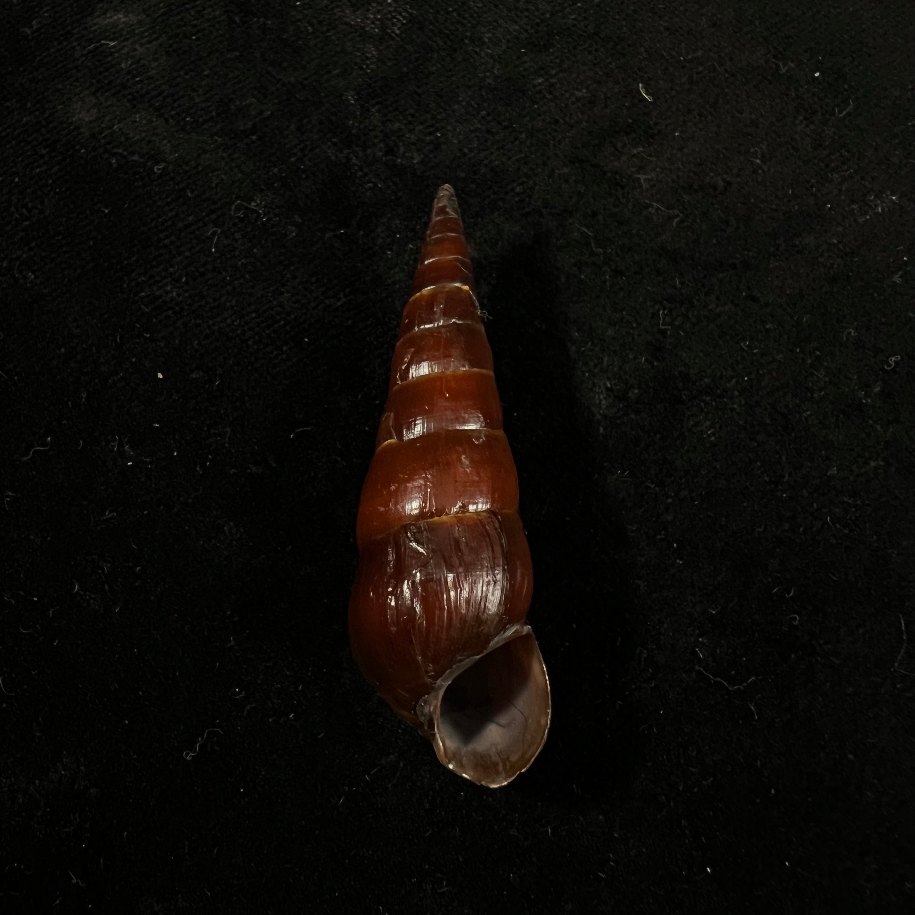 Pirena bicarinata (Grateloup, 1840) - 54,3mm