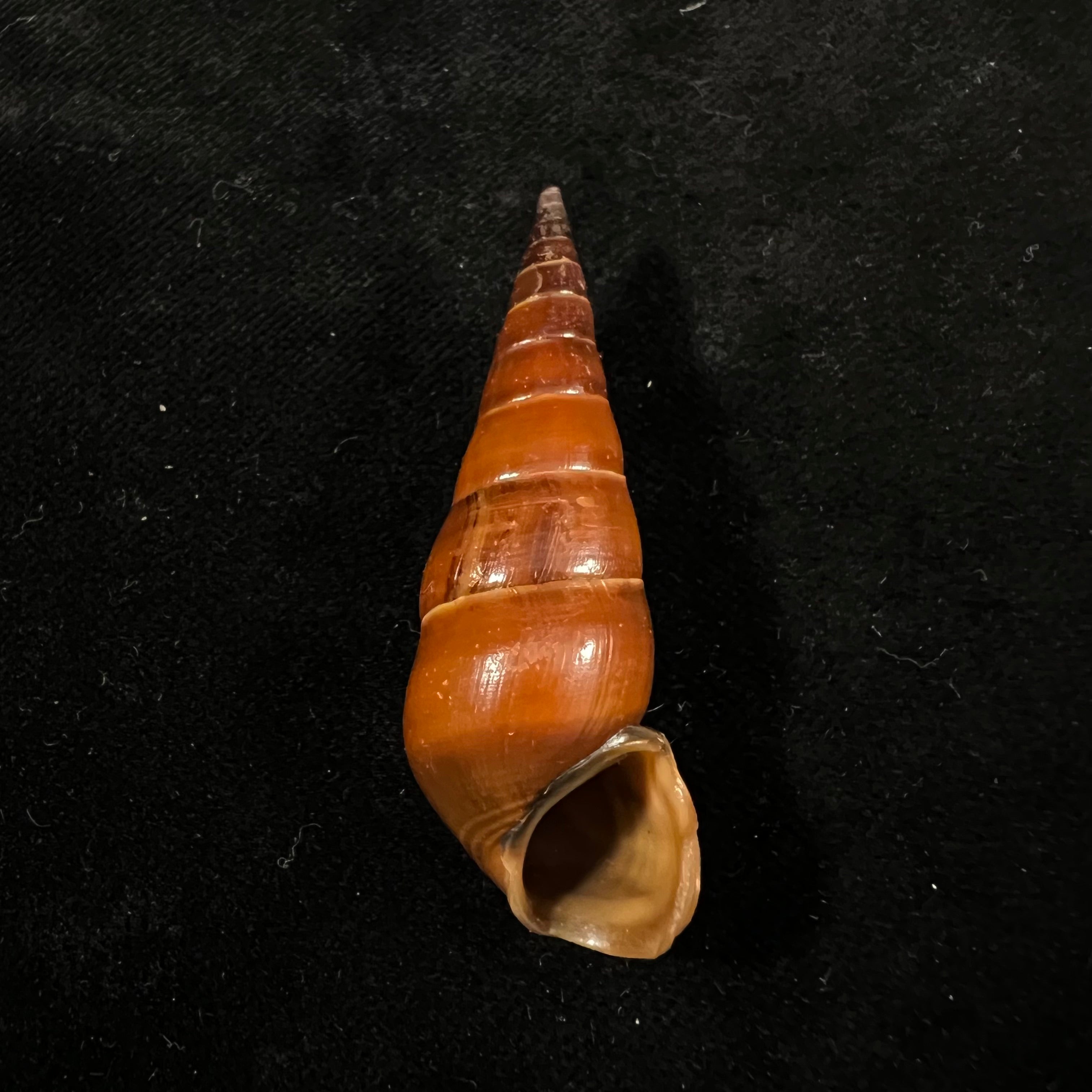 Pirena bicarinata (Grateloup, 1840) - 54,1mm