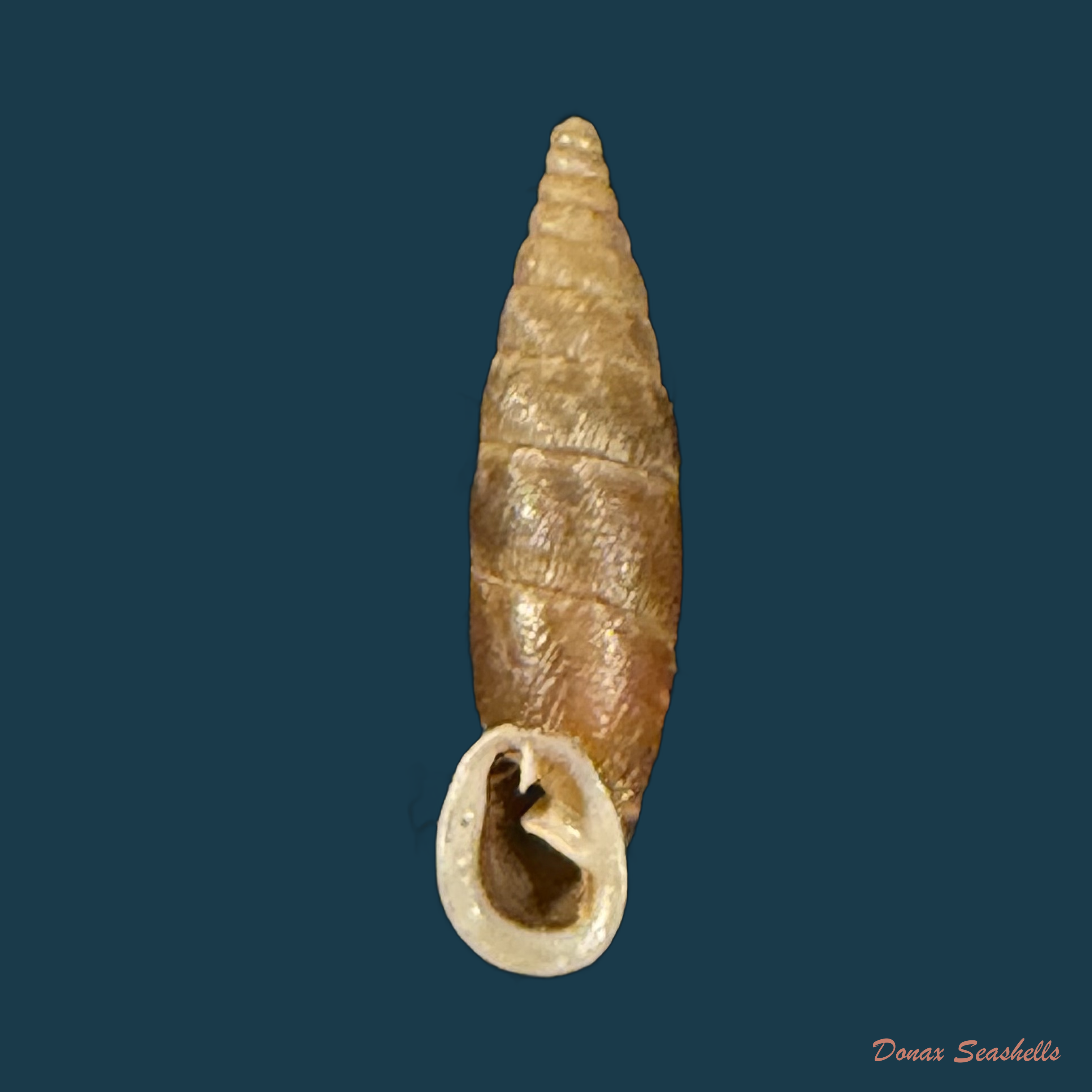 Strigilodelima conspersa (L. Pfeiffer, 1848) - 16,2mm