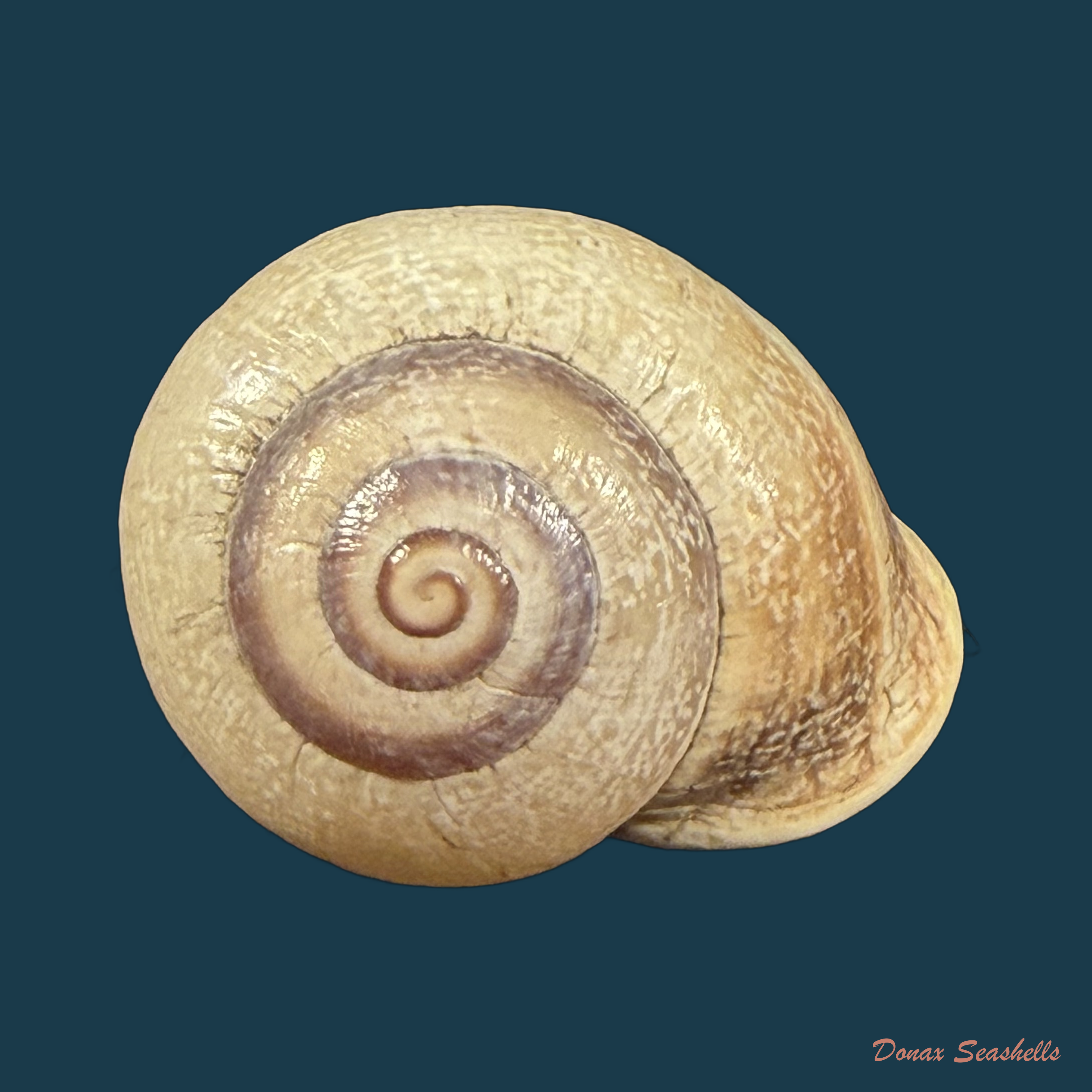Otala punctata (O F Müller, 1774) - 25,3mm