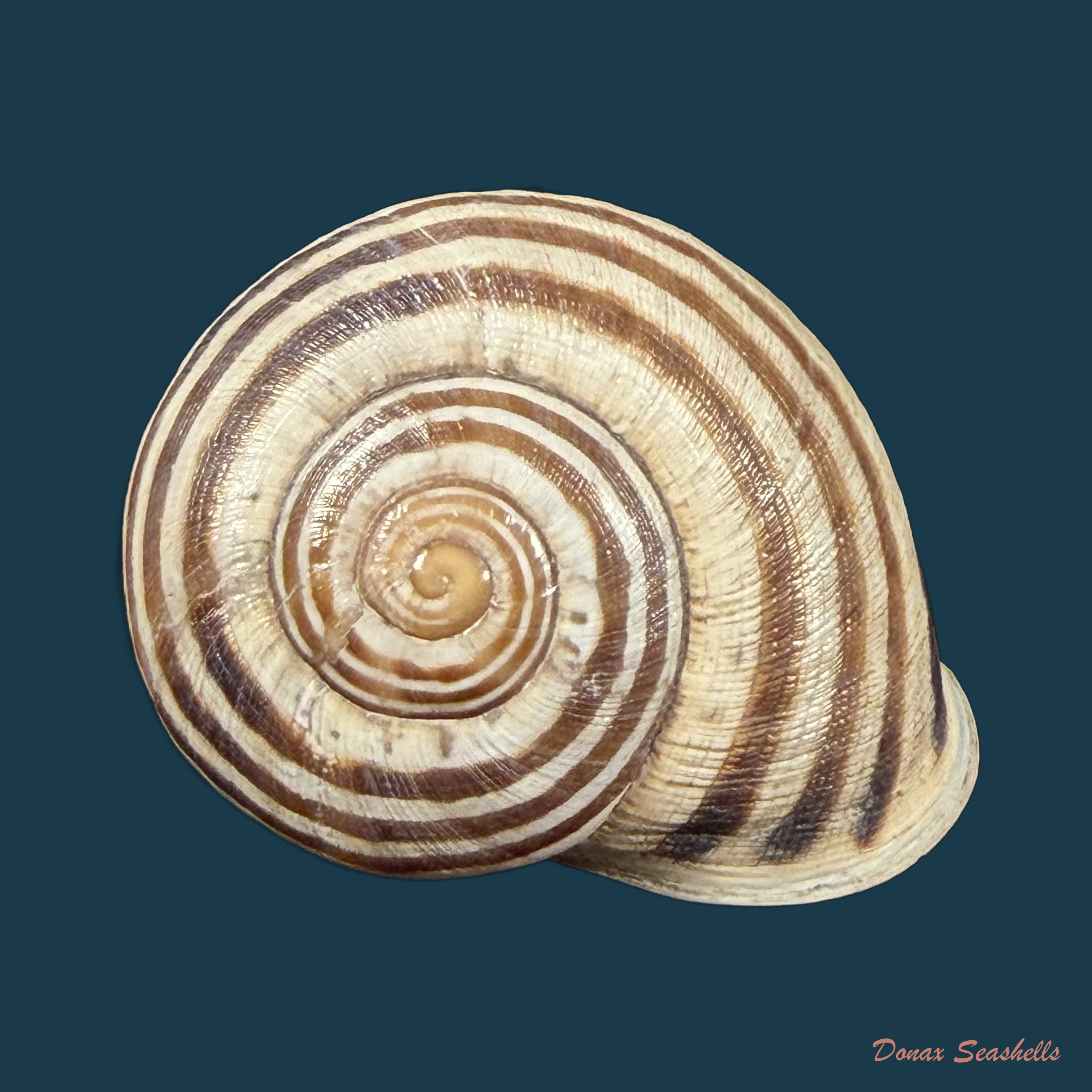 Iberus carthaginensis (Rossmässler, 1854) - 27,1mm