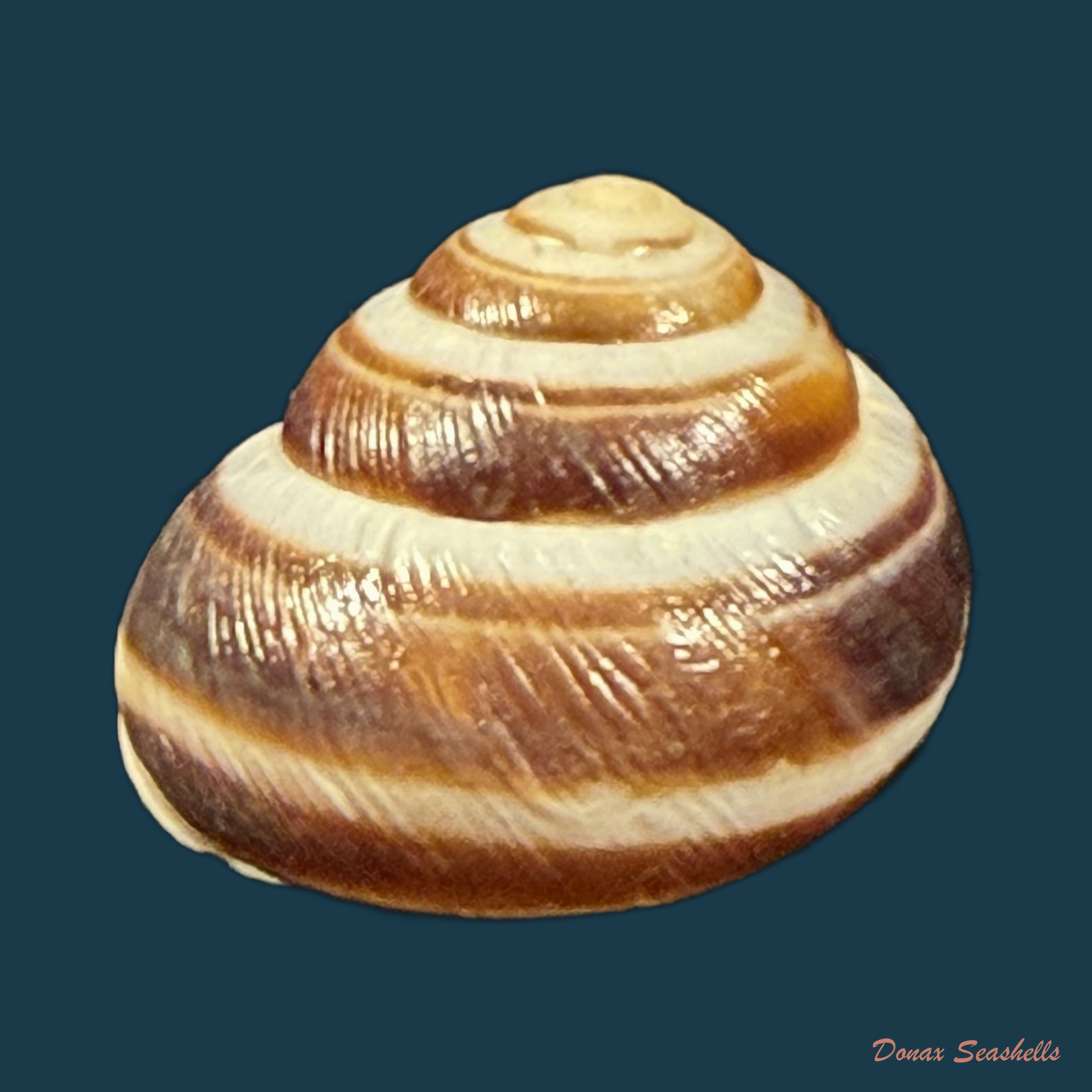 Caucasotachea vindobonensis (C. Pfeiffer, 1828) - 23,3mm