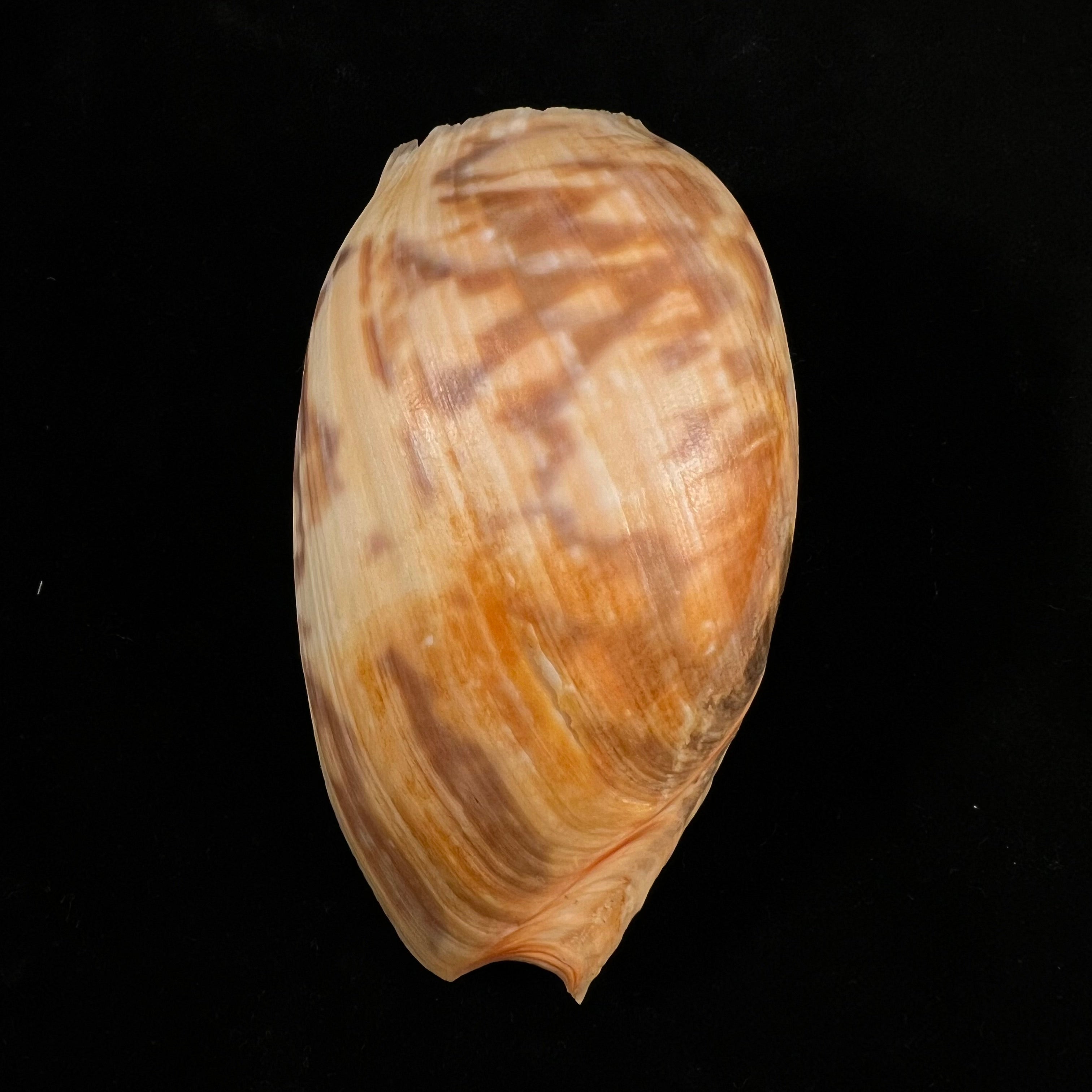 Cymbium marmoratum Link, 1807 - 118,6mm