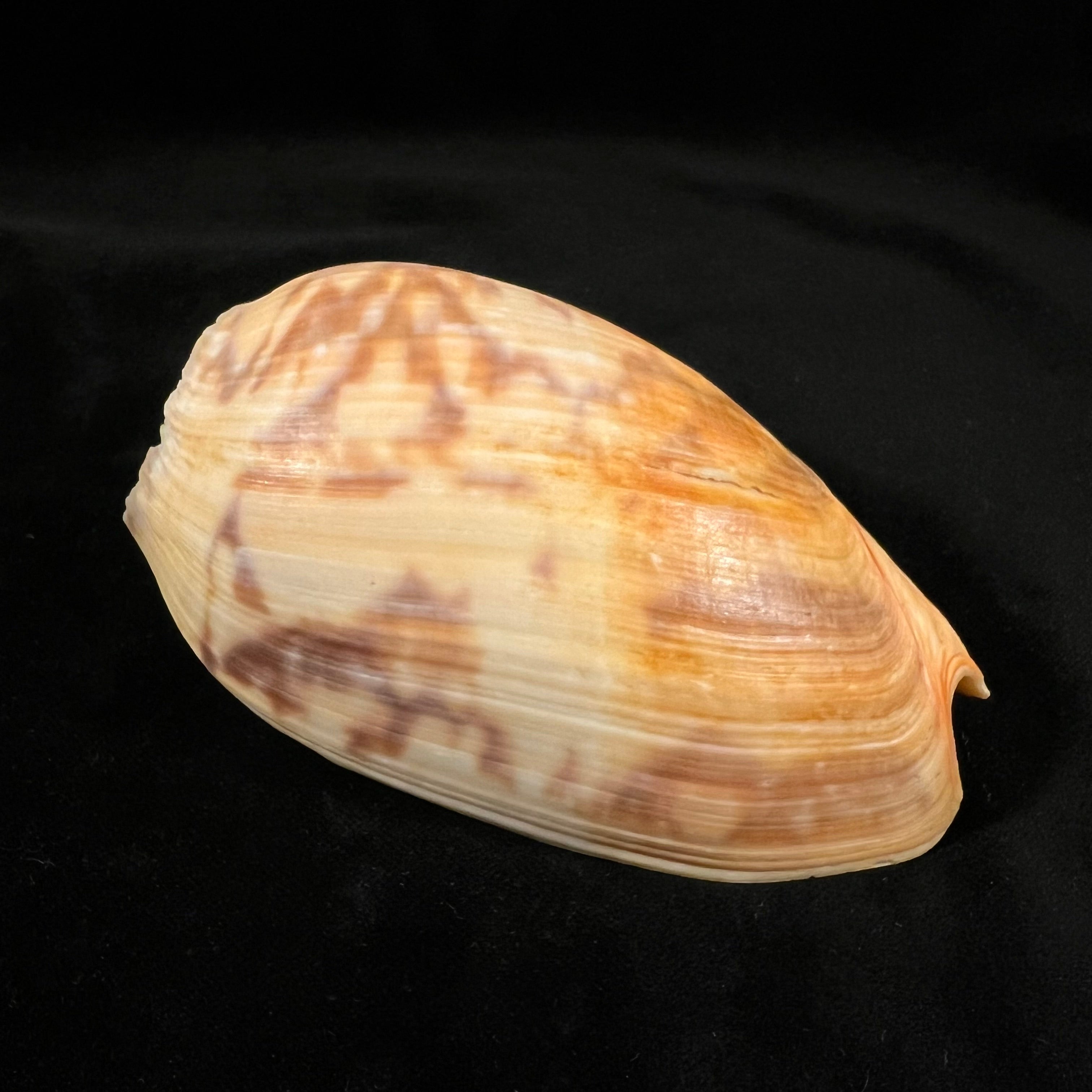 Cymbium marmoratum Link, 1807 - 118,6mm