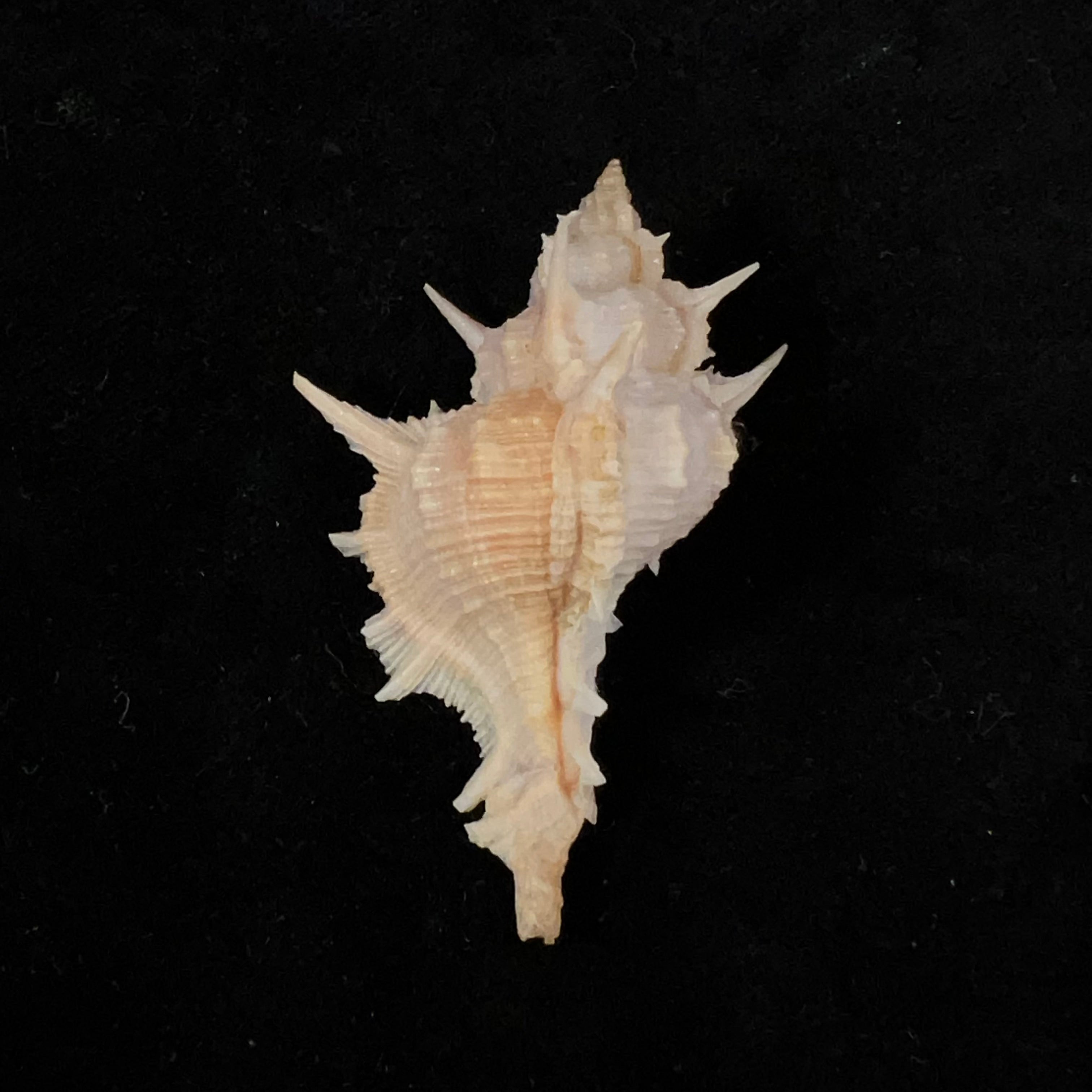 Siratus formosus (GB Sowerby II, 1841) - 55,9mm