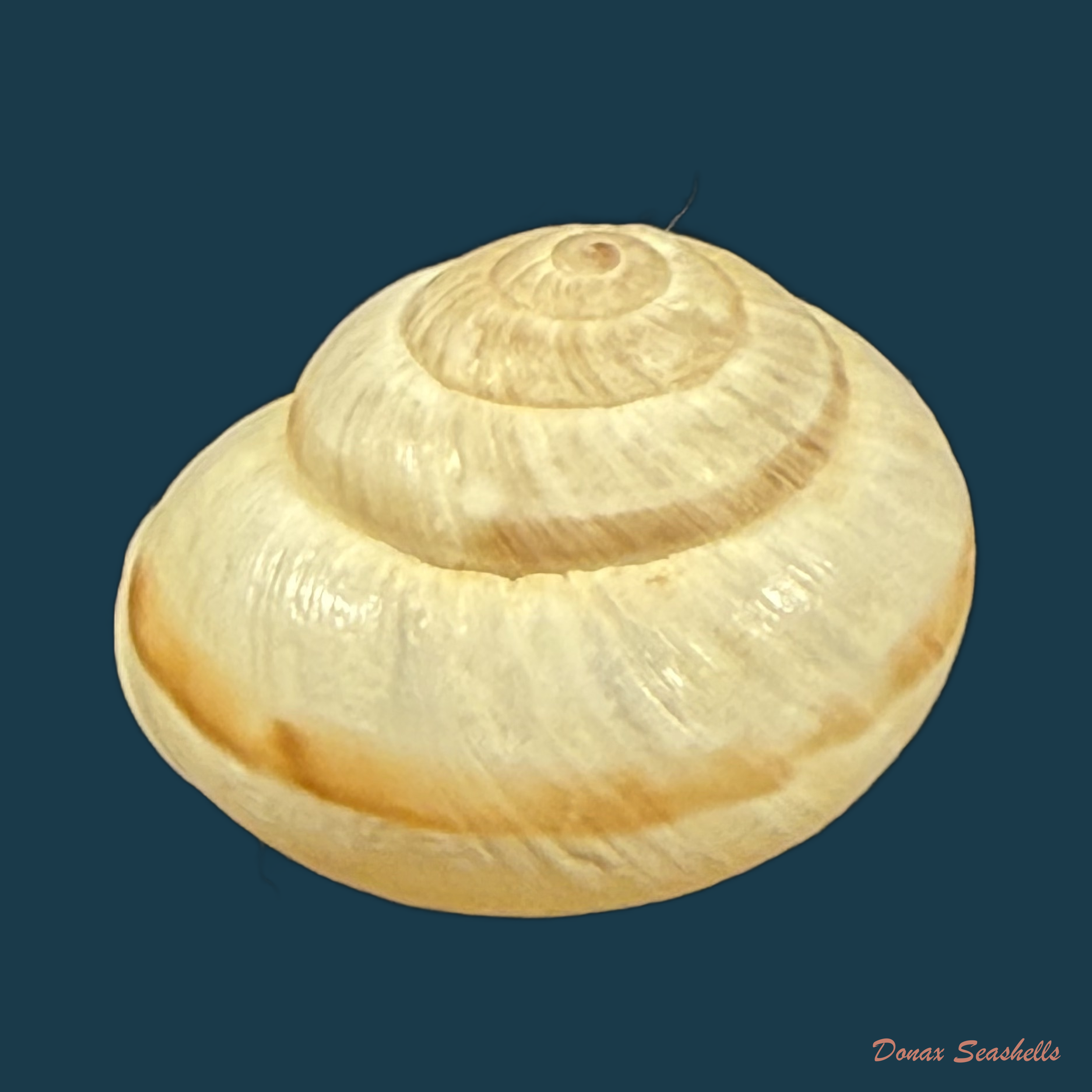 Pseudotachea coquandi (Morelet, 1880) - 20,6mm