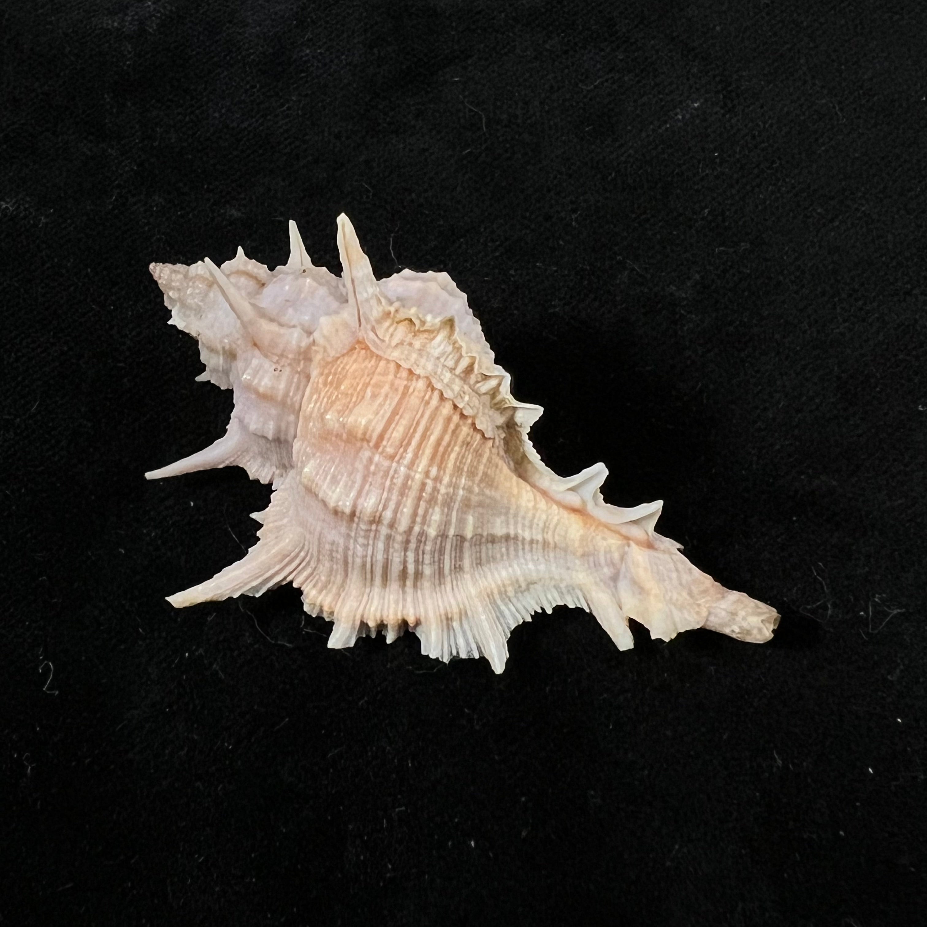 Siratus formosus (GB Sowerby II, 1841) - 55,9mm