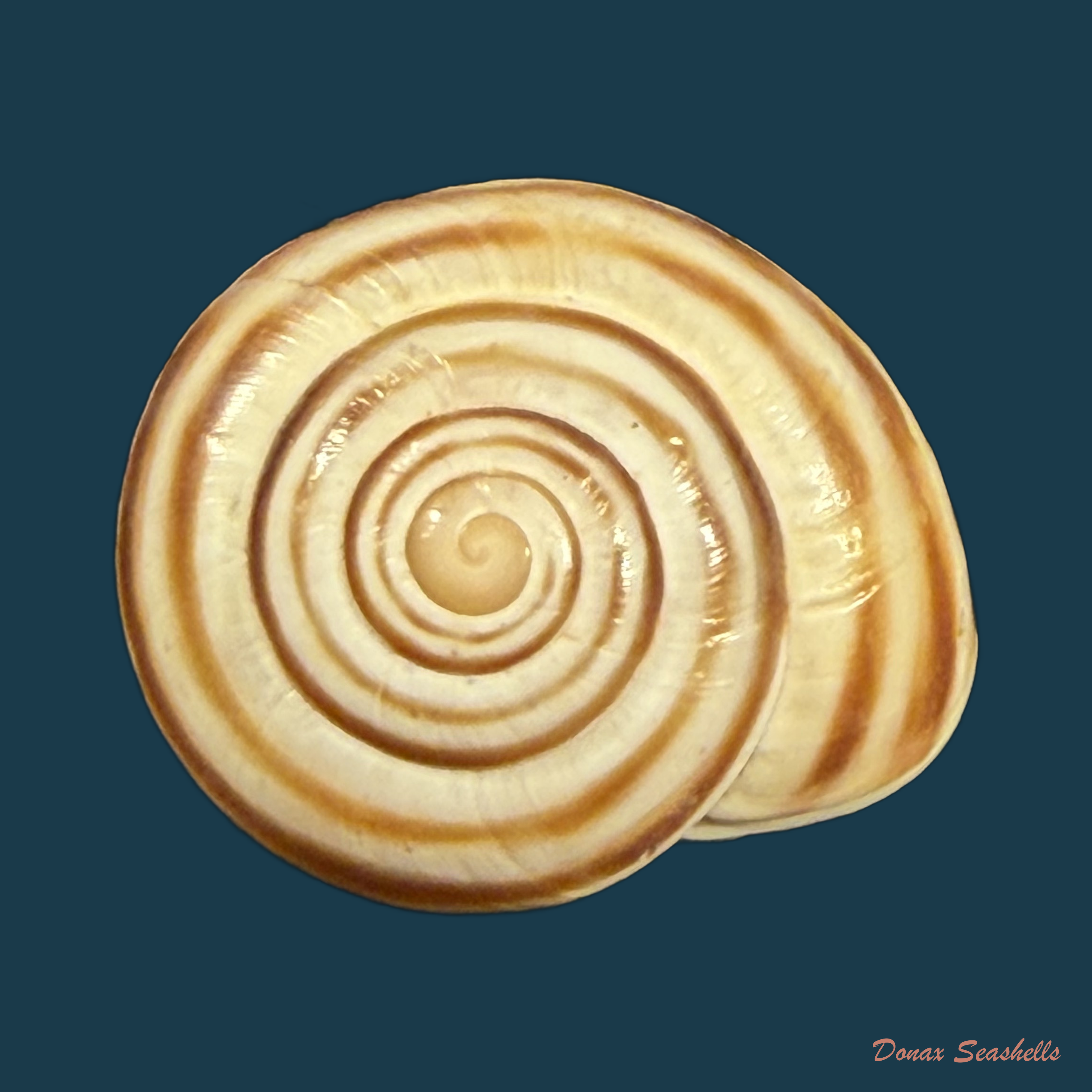 Tingitana martinae Cossignani & Ahuir, 2012 - 26,4mm