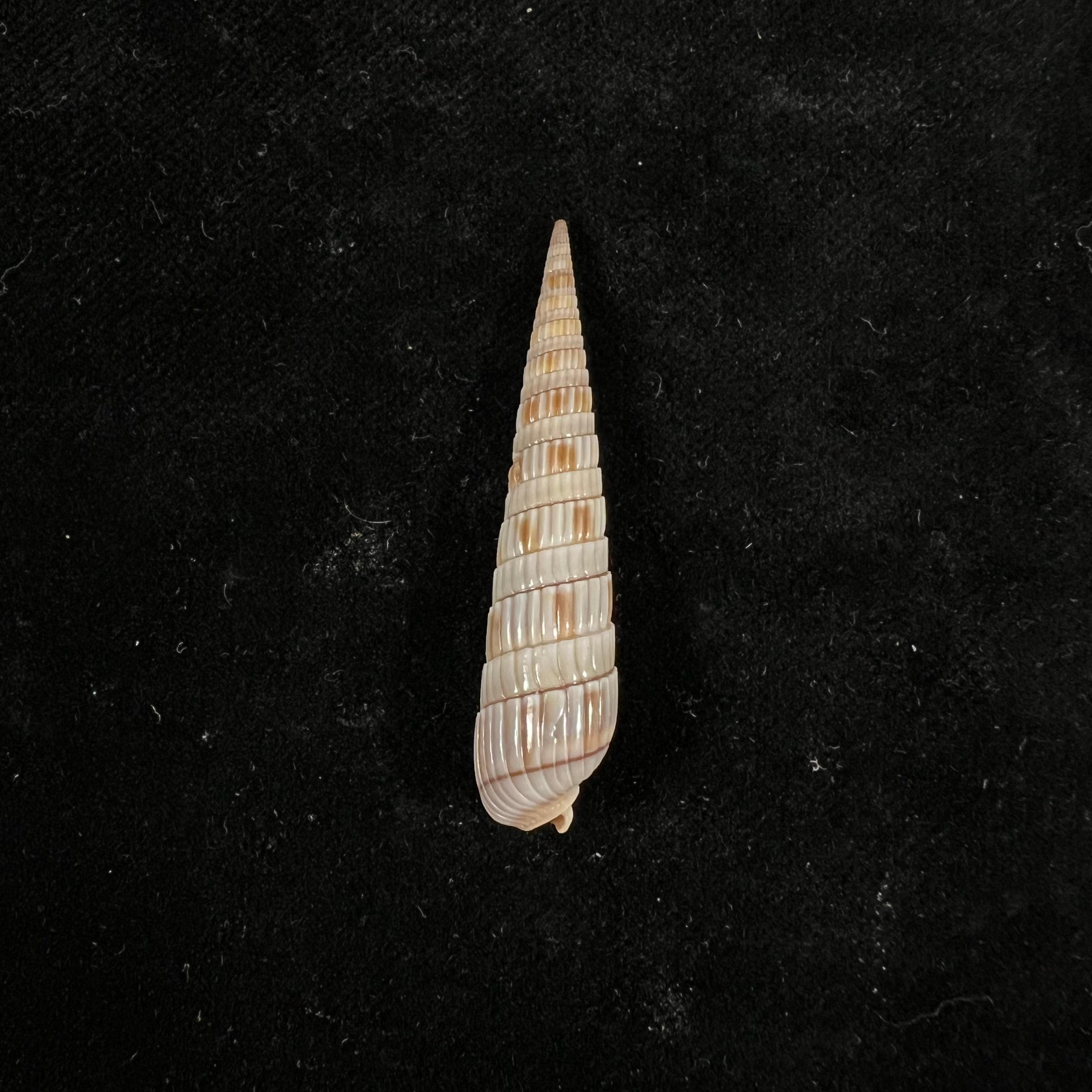Duplicaria duplicata (Linnaeus, 1758) - 44mm