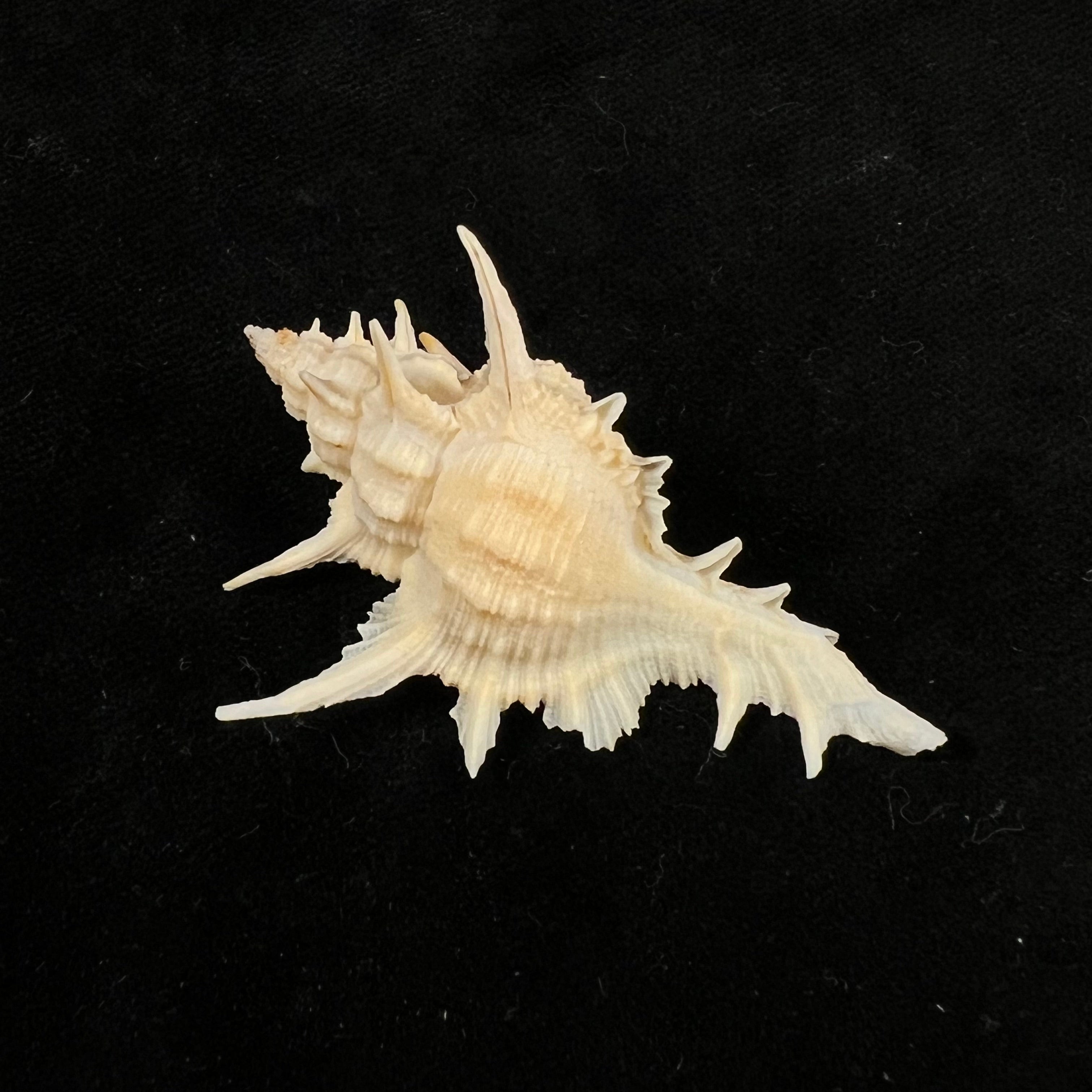 Siratus formosus (GB Sowerby II, 1841) - 50,9mm