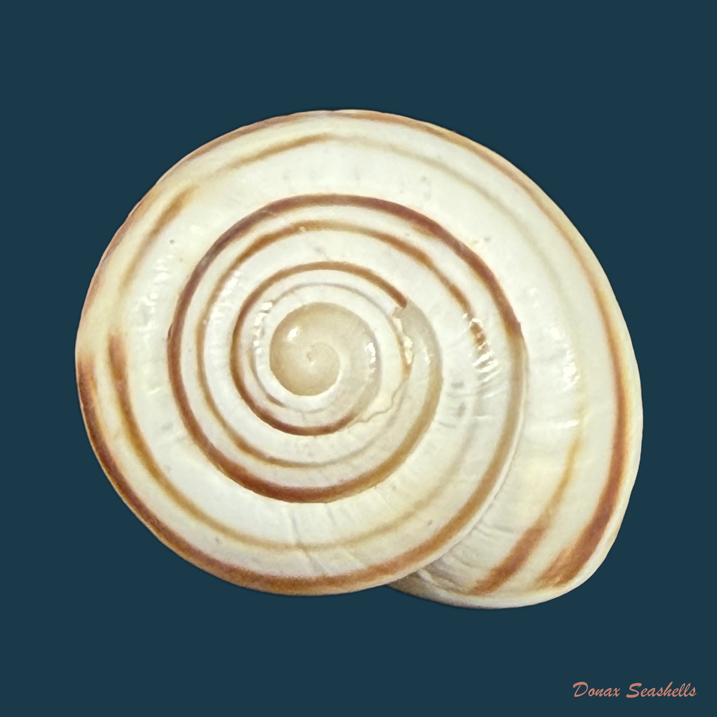 Tingitana martinae Cossignani & Ahuir, 2012 - 25,9mm