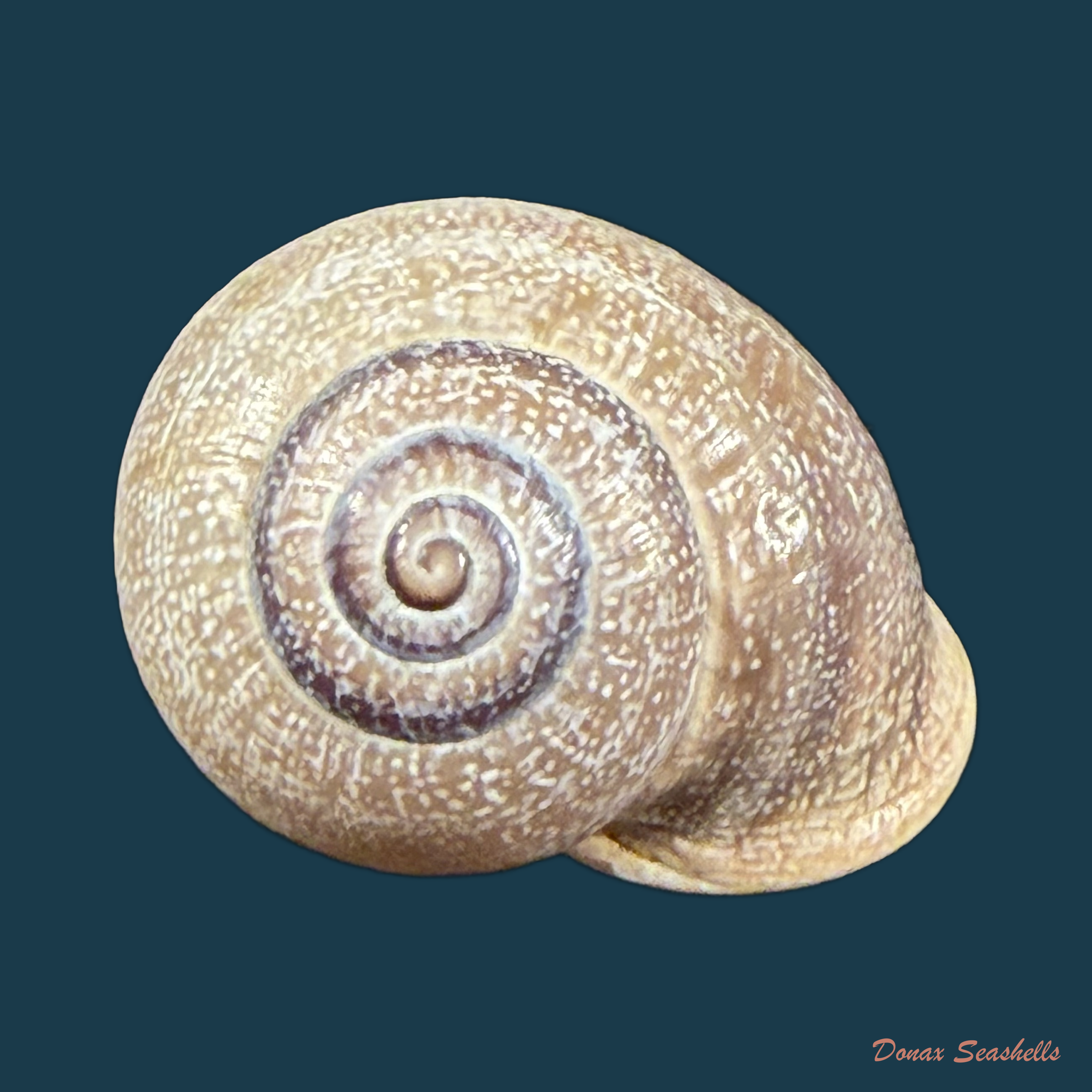 Otala punctata (O. F. Müller, 1774) - 30,4mm