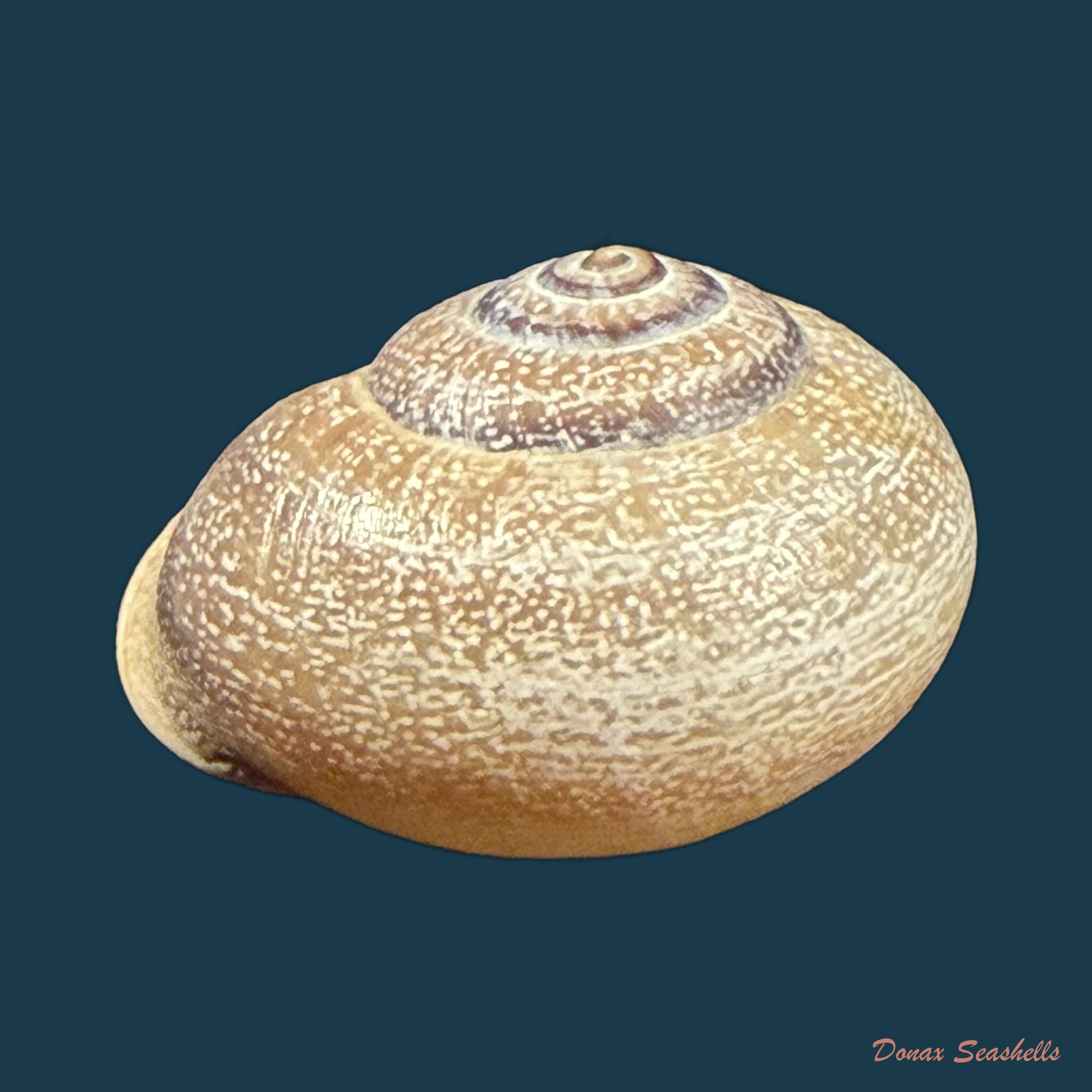 Otala punctata (O. F. Müller, 1774) - 30,4mm
