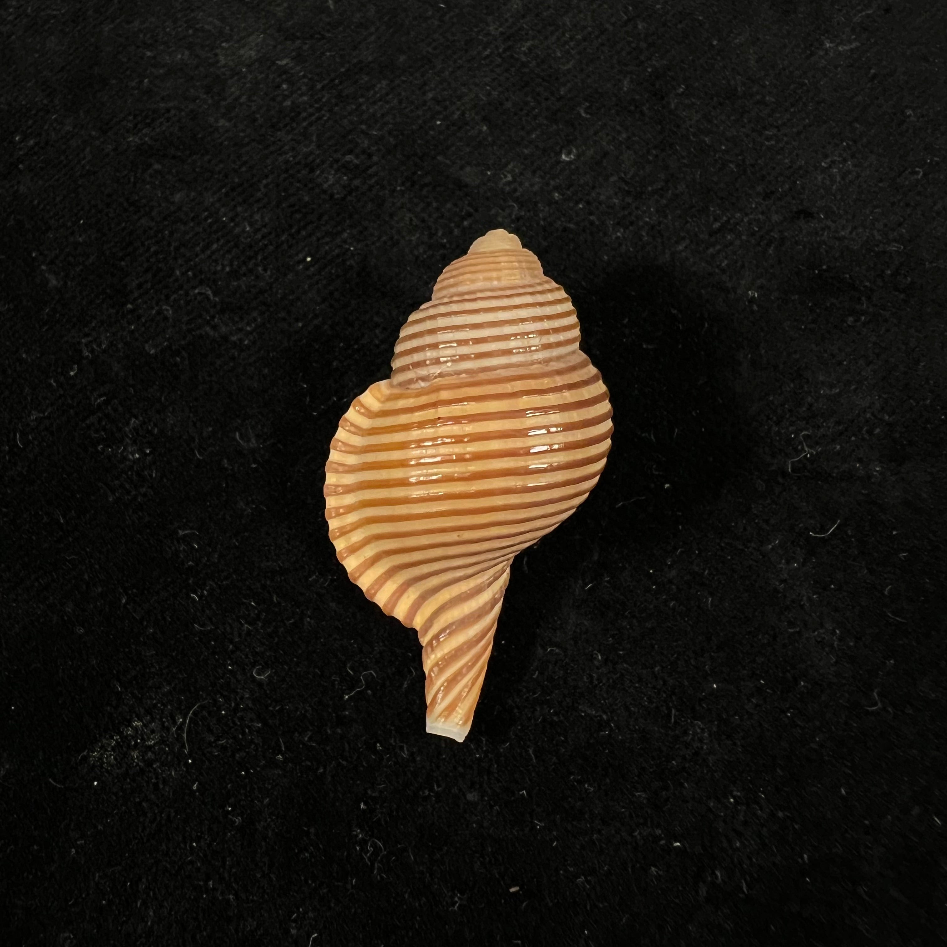 Gelagna succincta(林奈,1771) - 39,3mm