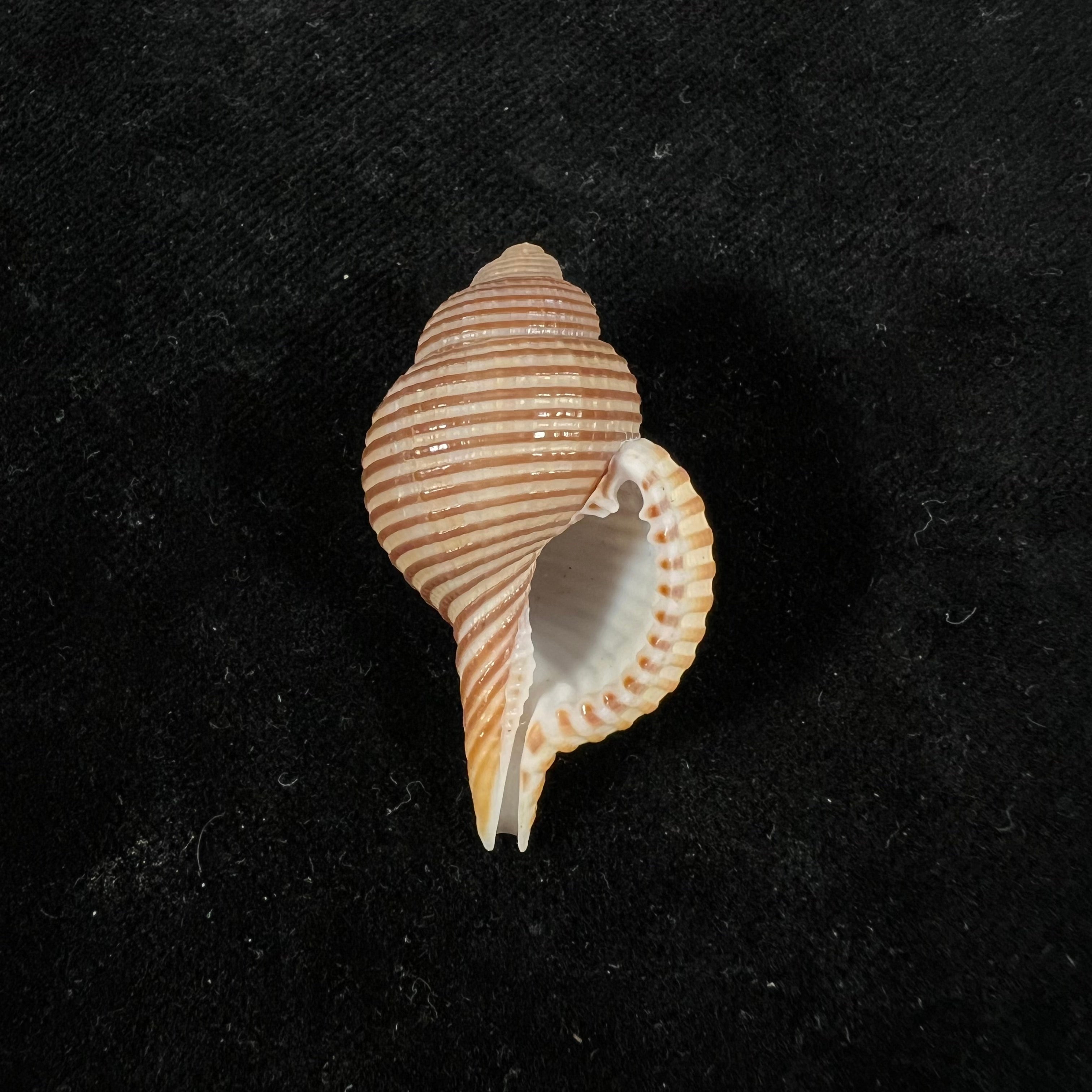 Gelagna succincta(林奈,1771) - 39,3mm