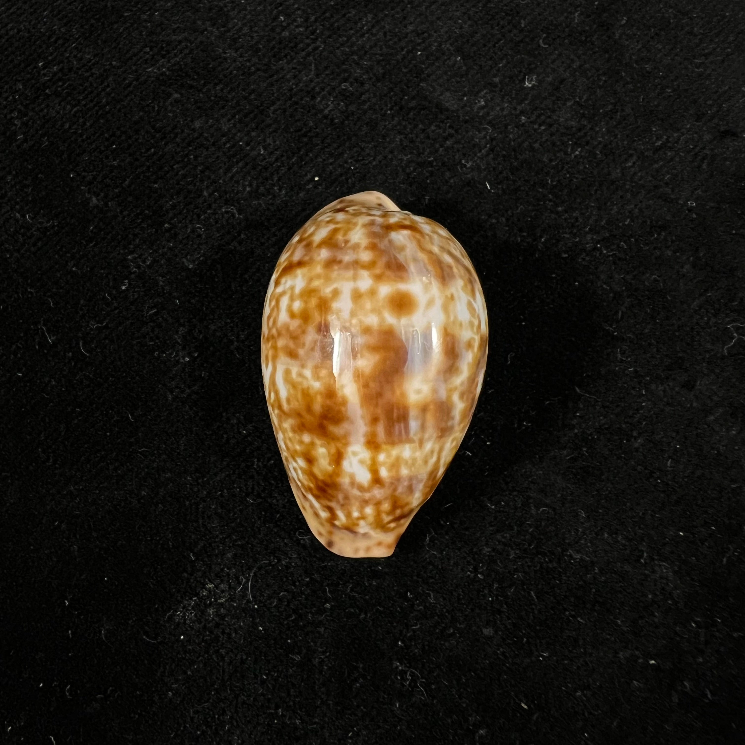 Pseudozonaria annettae (Dall, 1909) - 35mm