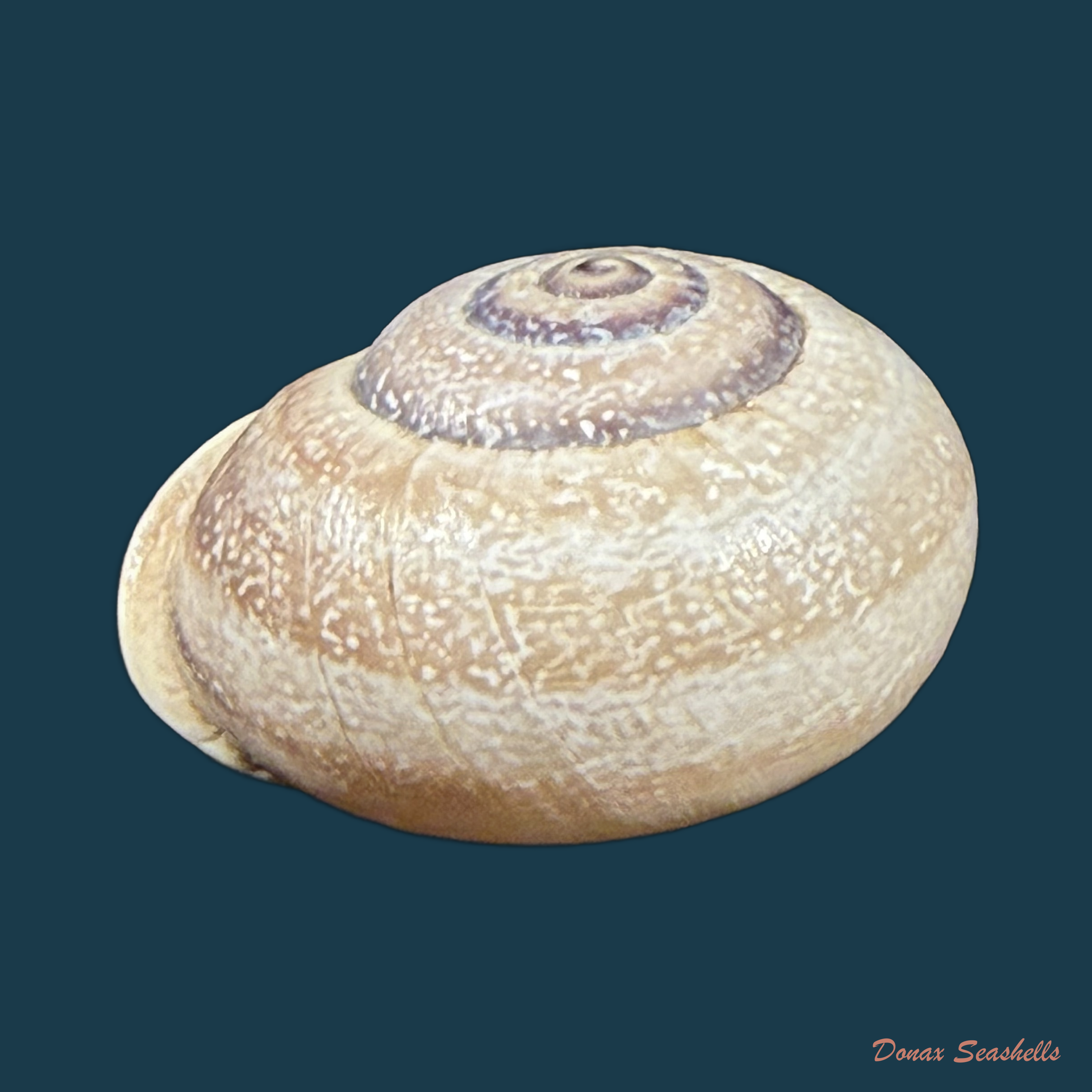 Otala punctata (O F Müller, 1774) - 30,4mm