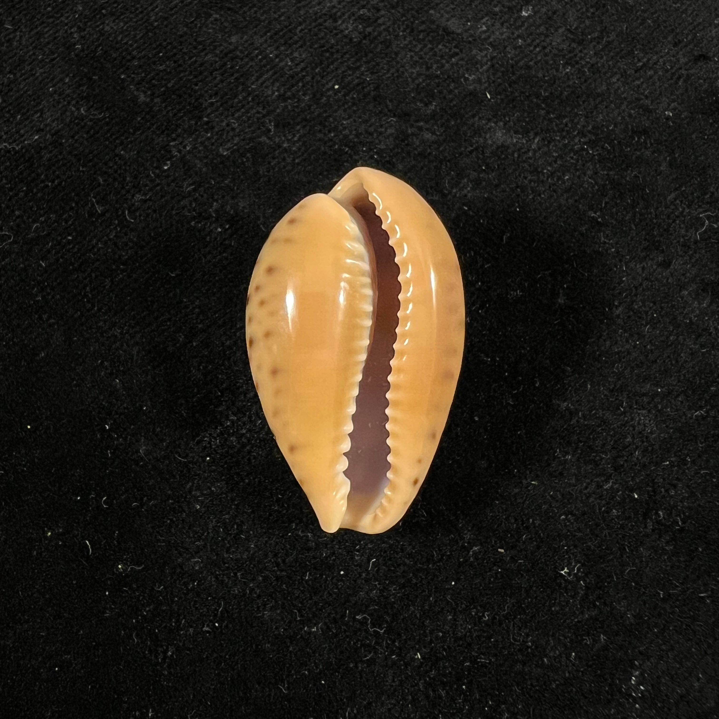 Pseudozonaria annettae (Dall, 1909) - 35mm