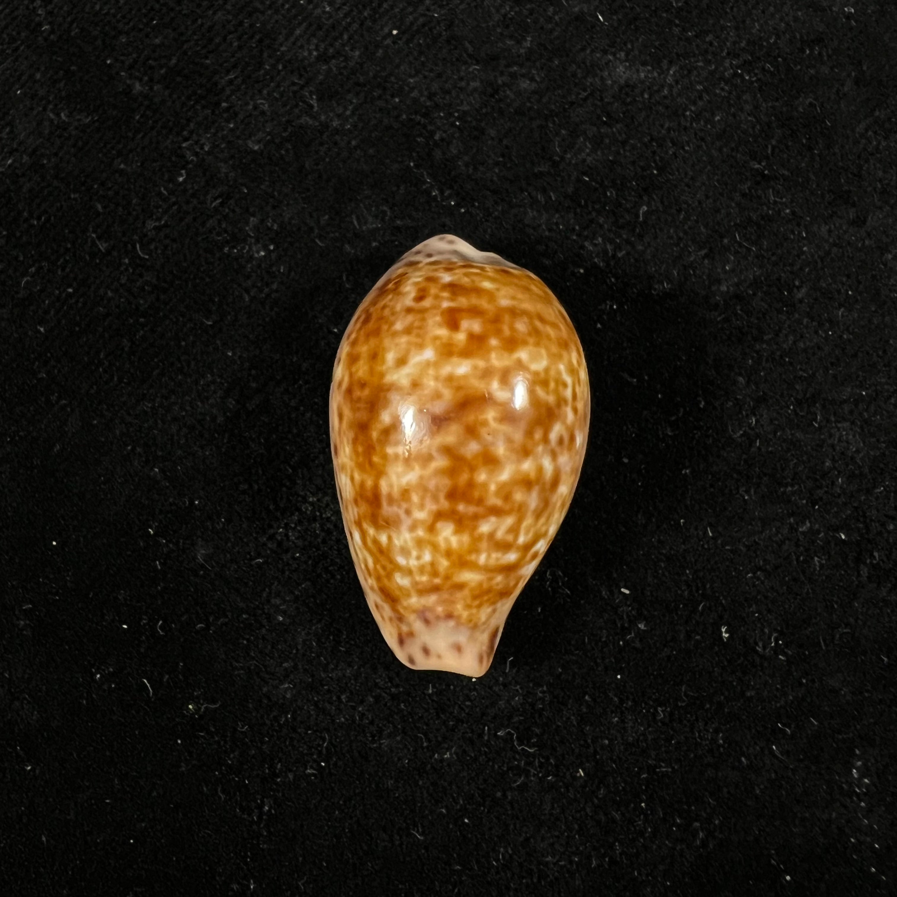 Pseudozonaria annettae (Dall, 1909) - 34,3mm