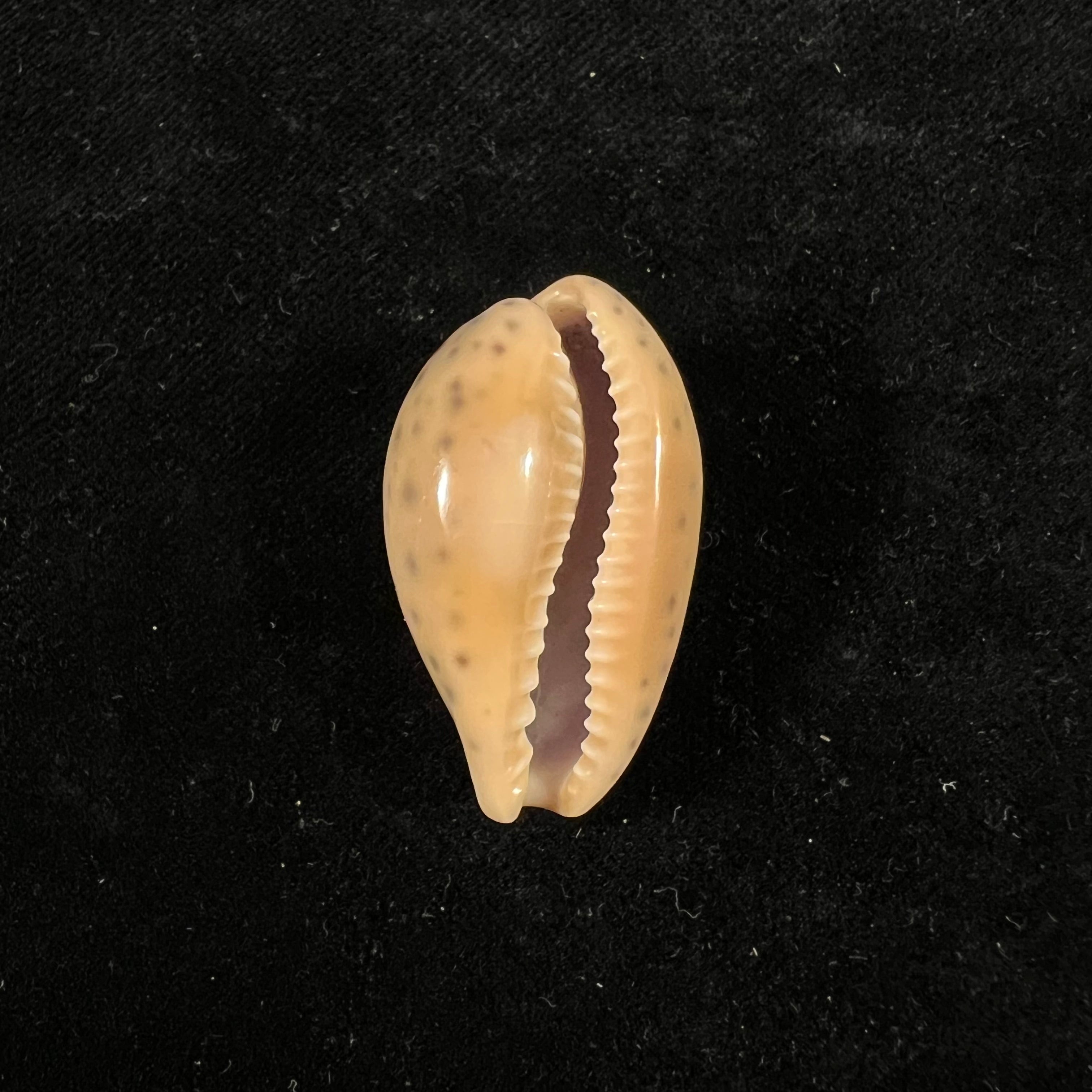 Pseudozonaria annettae (Dall, 1909) - 34,3mm