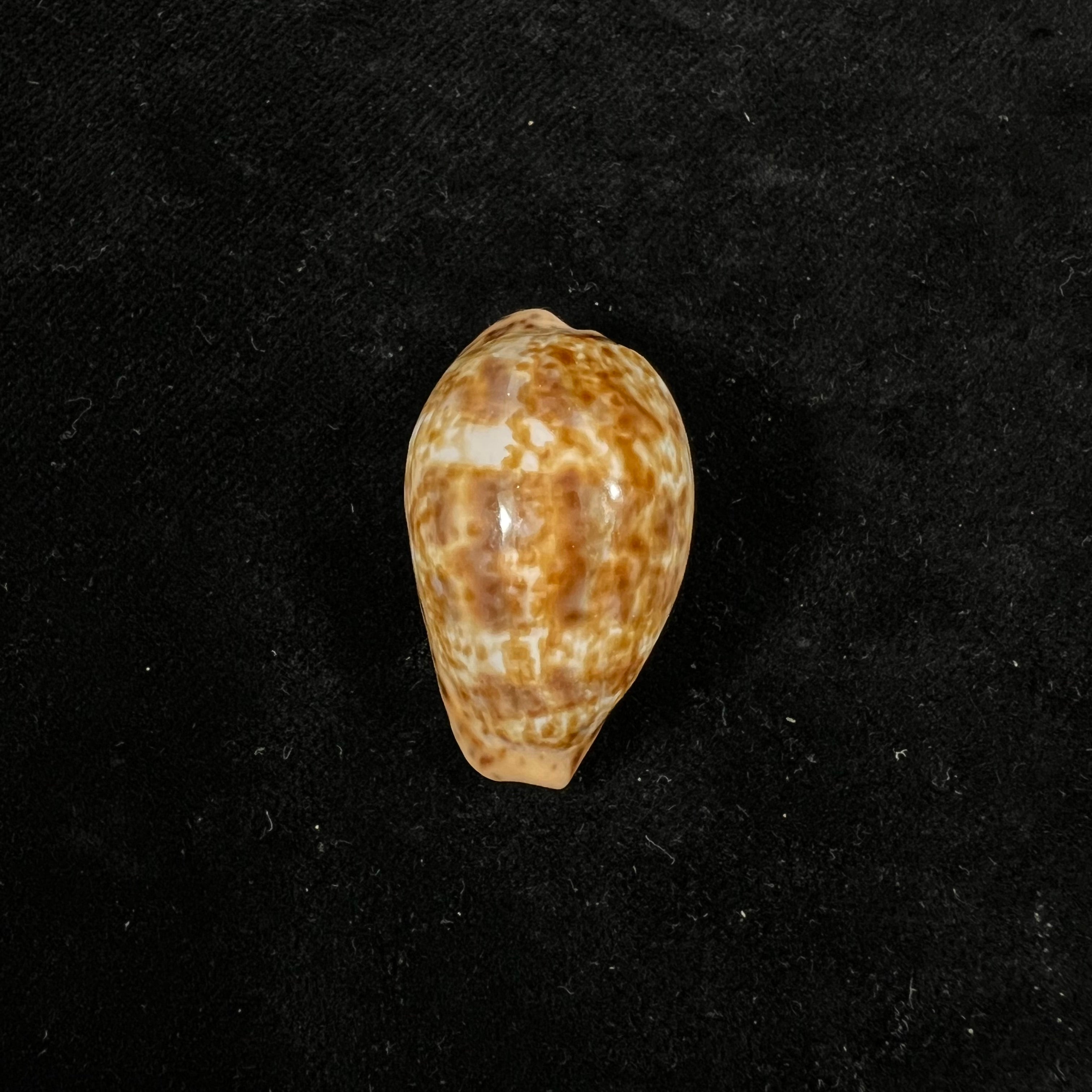 Pseudozonaria annettae (Dall, 1909) - 34,8mm