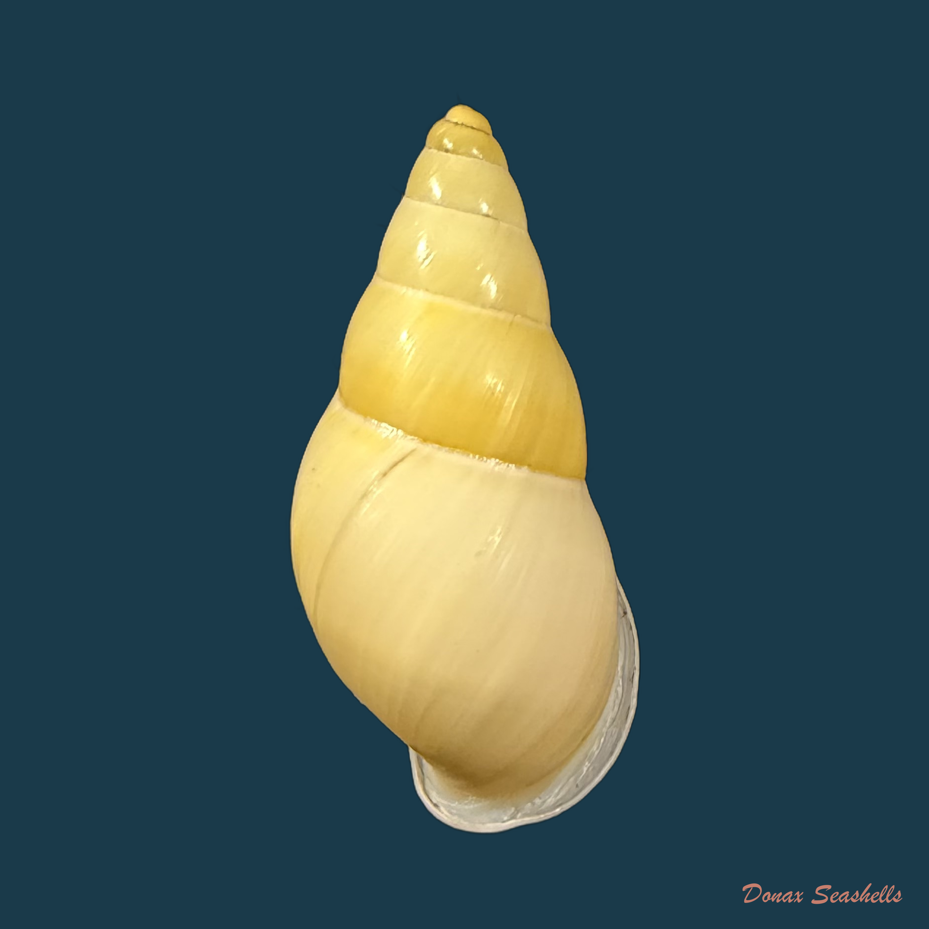 Amphidromus inconstans var. gracilis Rolle, 1903 - 31,8mm