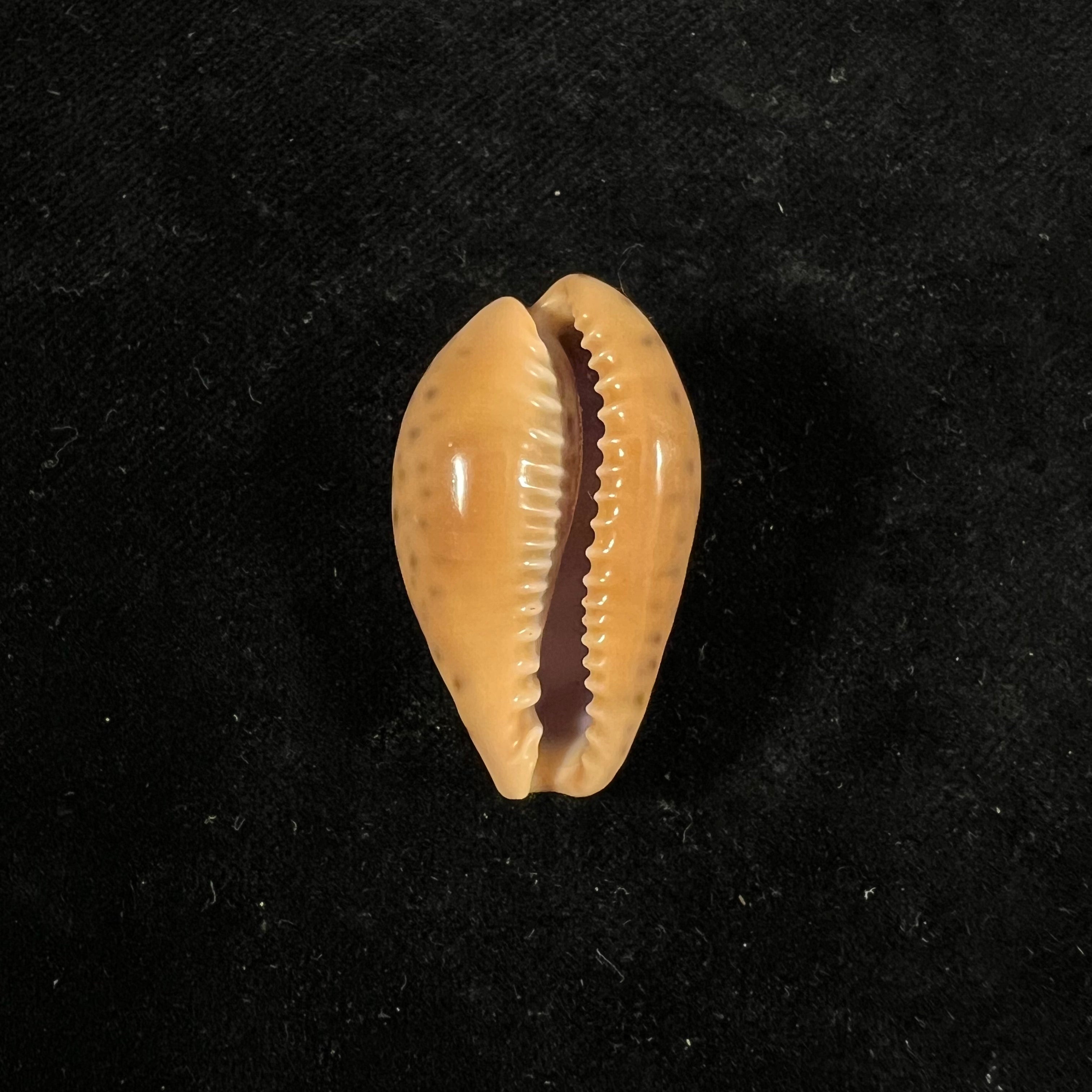Pseudozonaria annettae (Dall, 1909) - 34,8mm