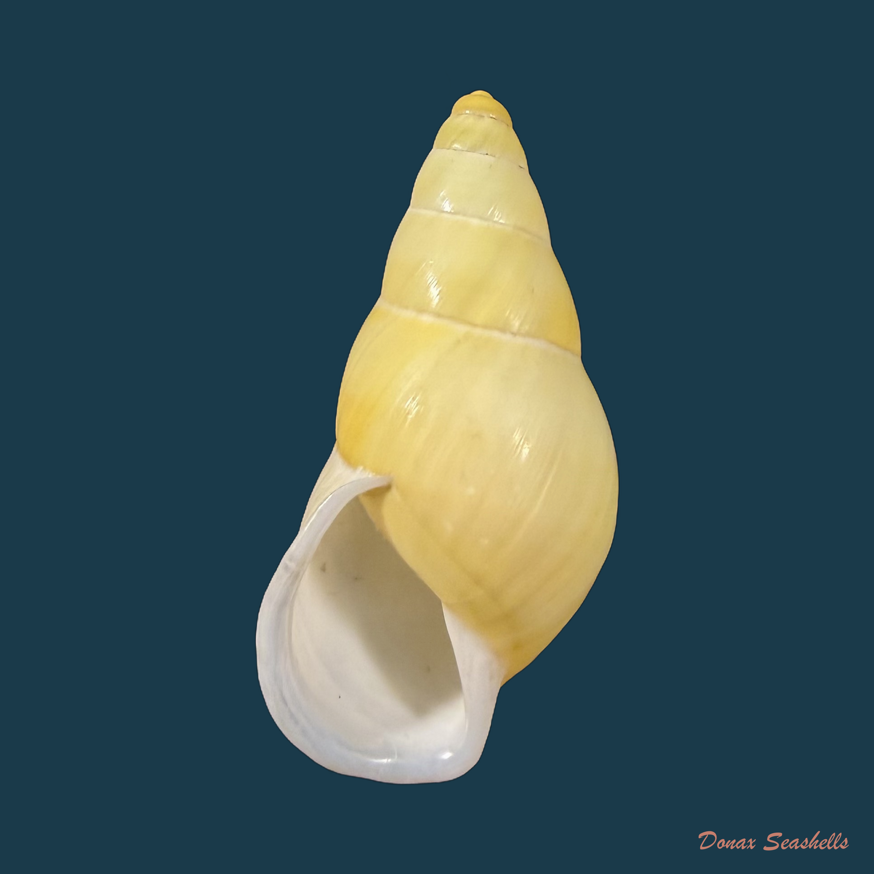 Amphidromus inconstans var. gracilis Rolle, 1903 - 31,8mm