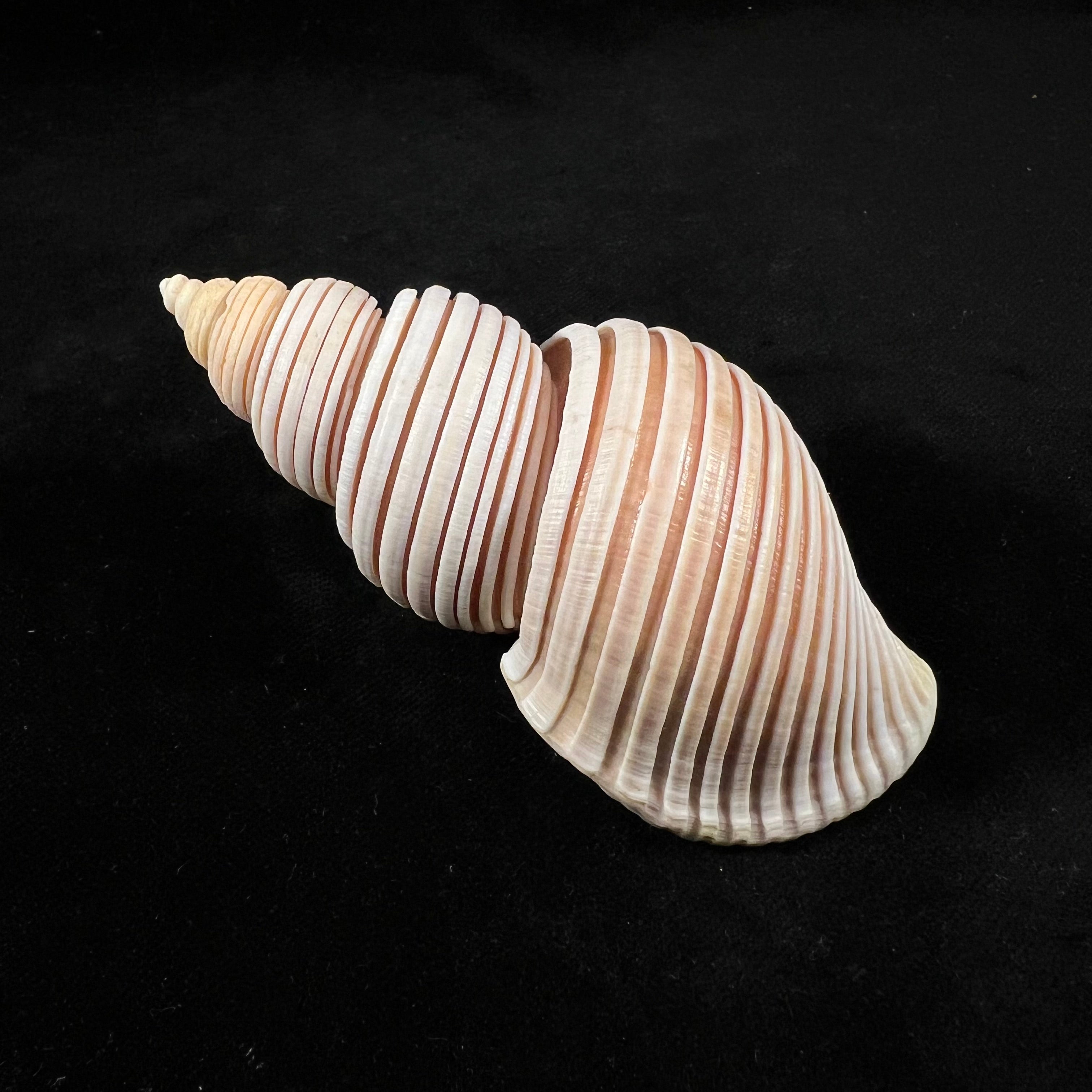 Ancistrolepis vietnamensis Sirenko & Goryachev, 1990 - 97,9mm