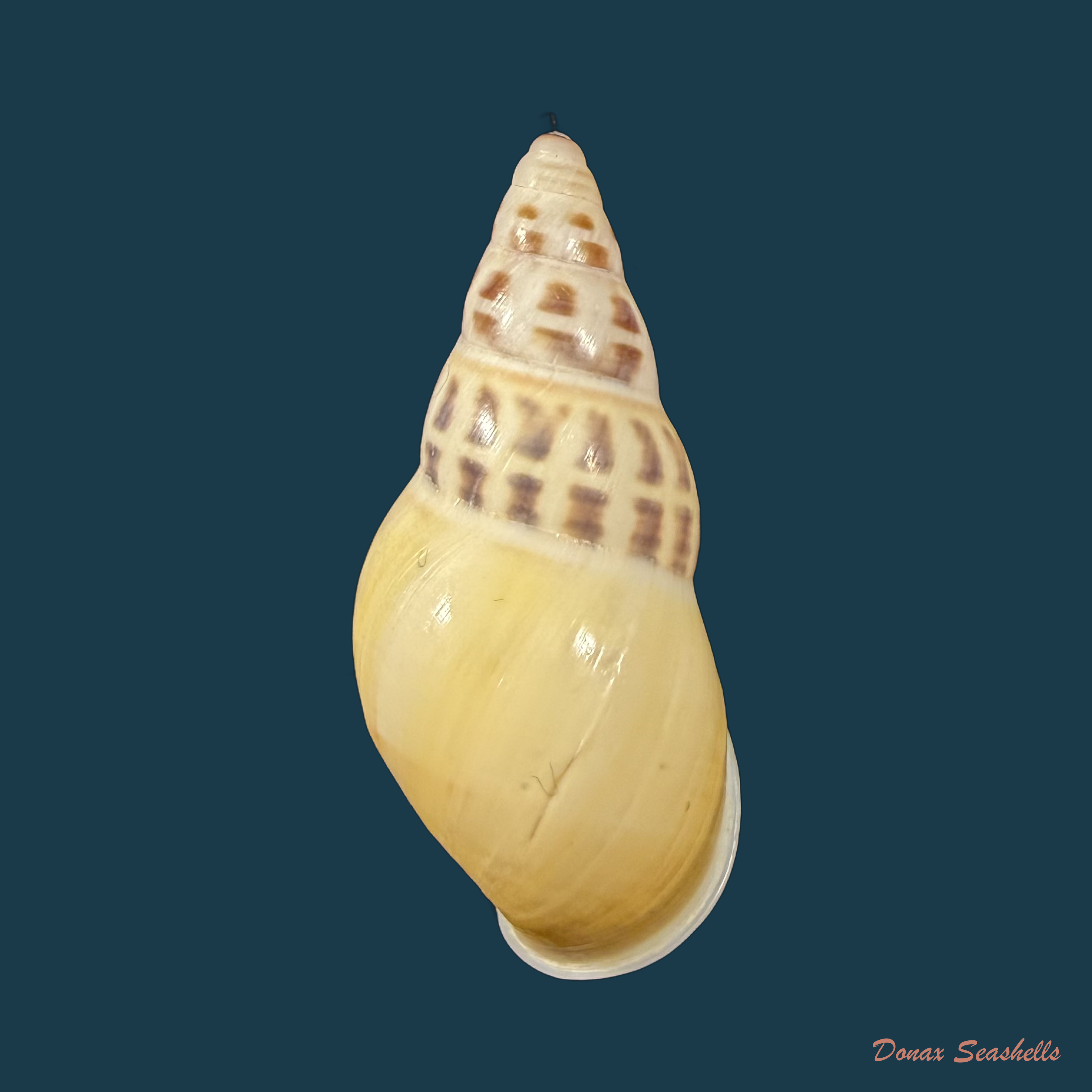 Amphidromus contrarius hanieli Rensch, 1931 - 38,4mm