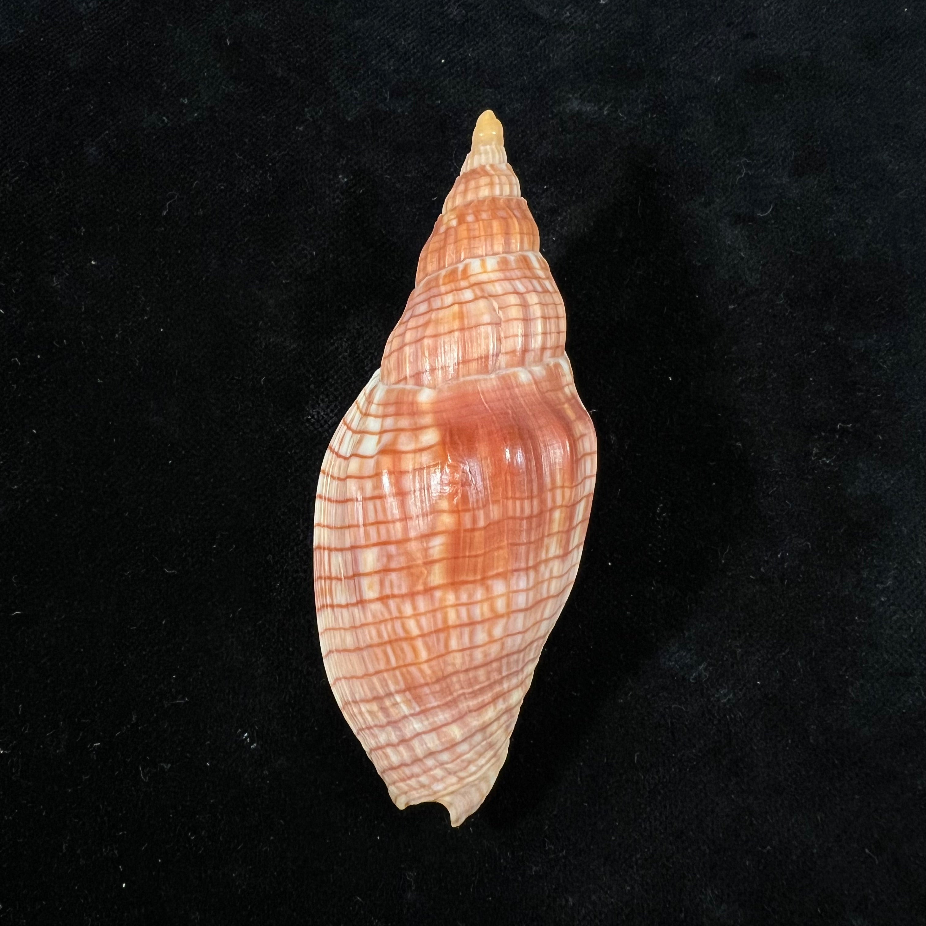 Lyria cloveriana C. S. Weaver, 1963 - 82,7mm
