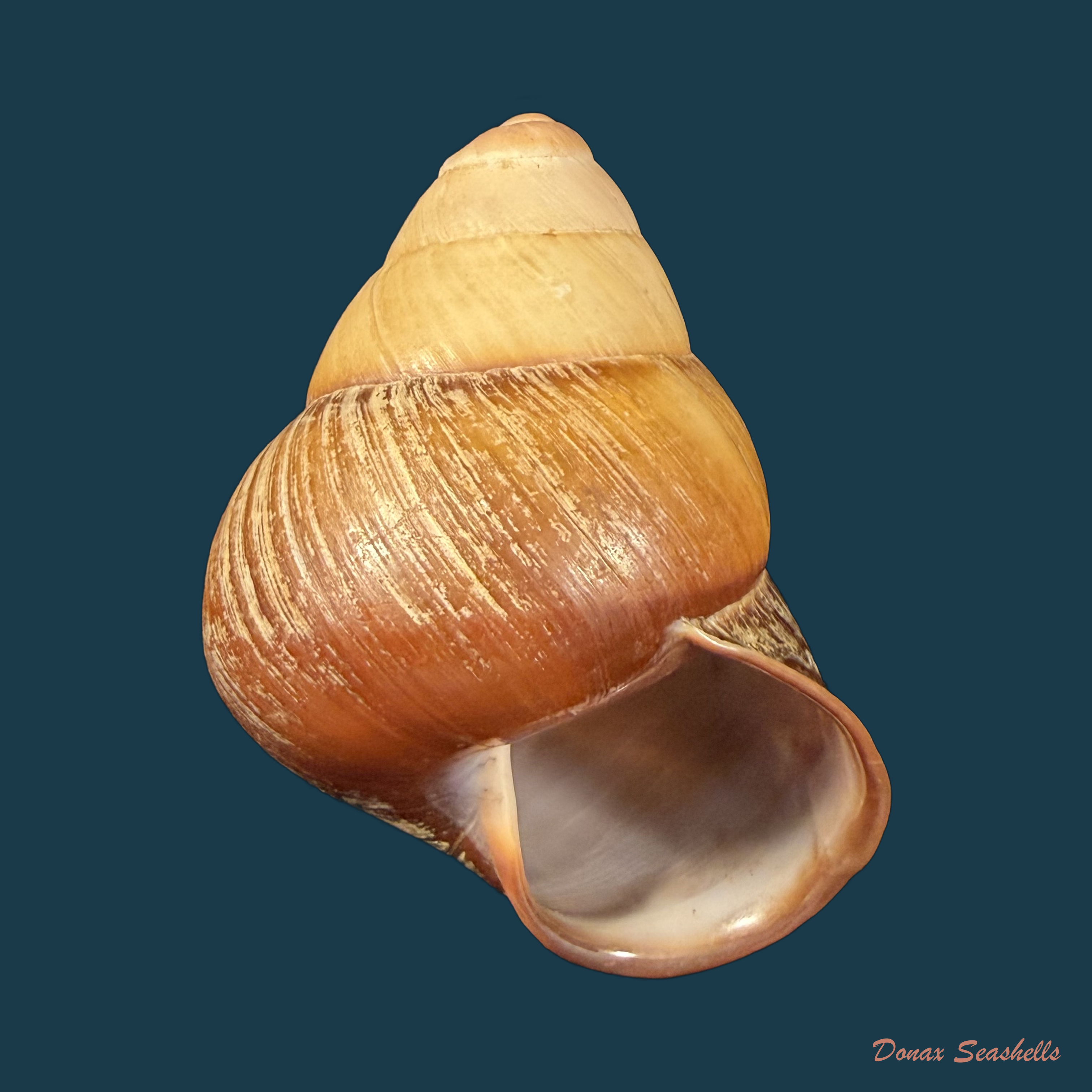 Helicostyla rufogaster (Lesson, 1831) - 51,7mm
