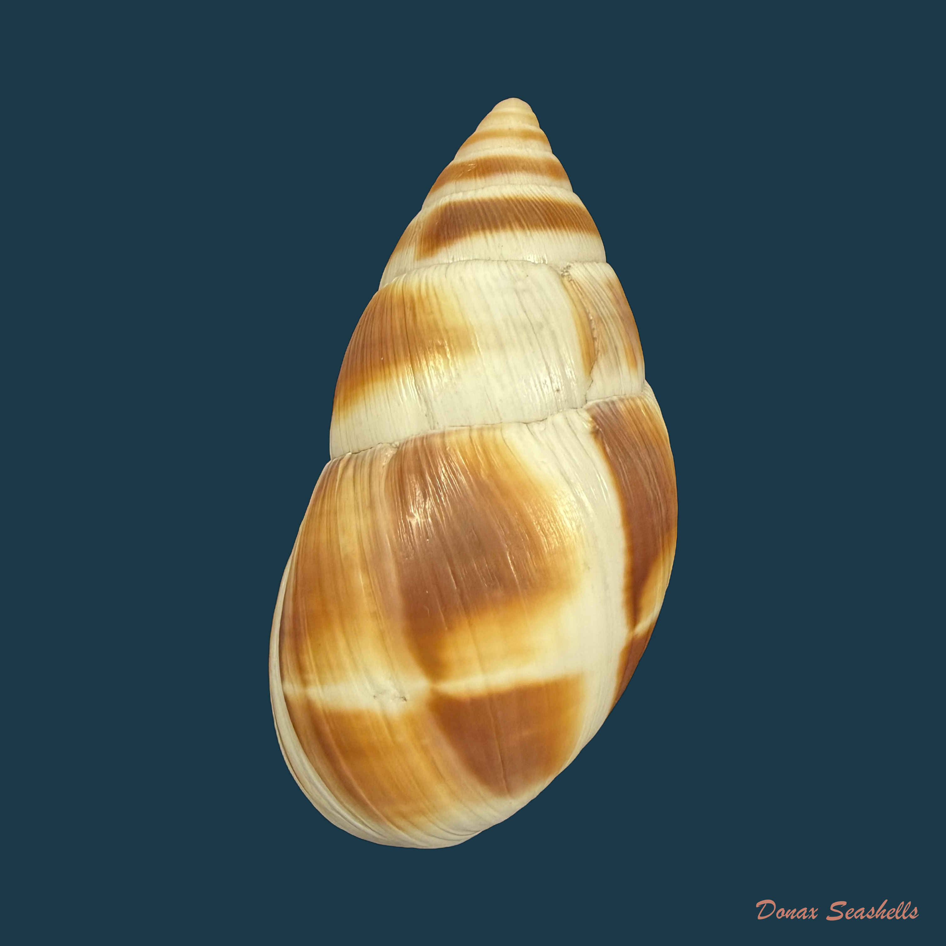 Leucotaenius favannii (Lamarck, 1822) - 66,4mm