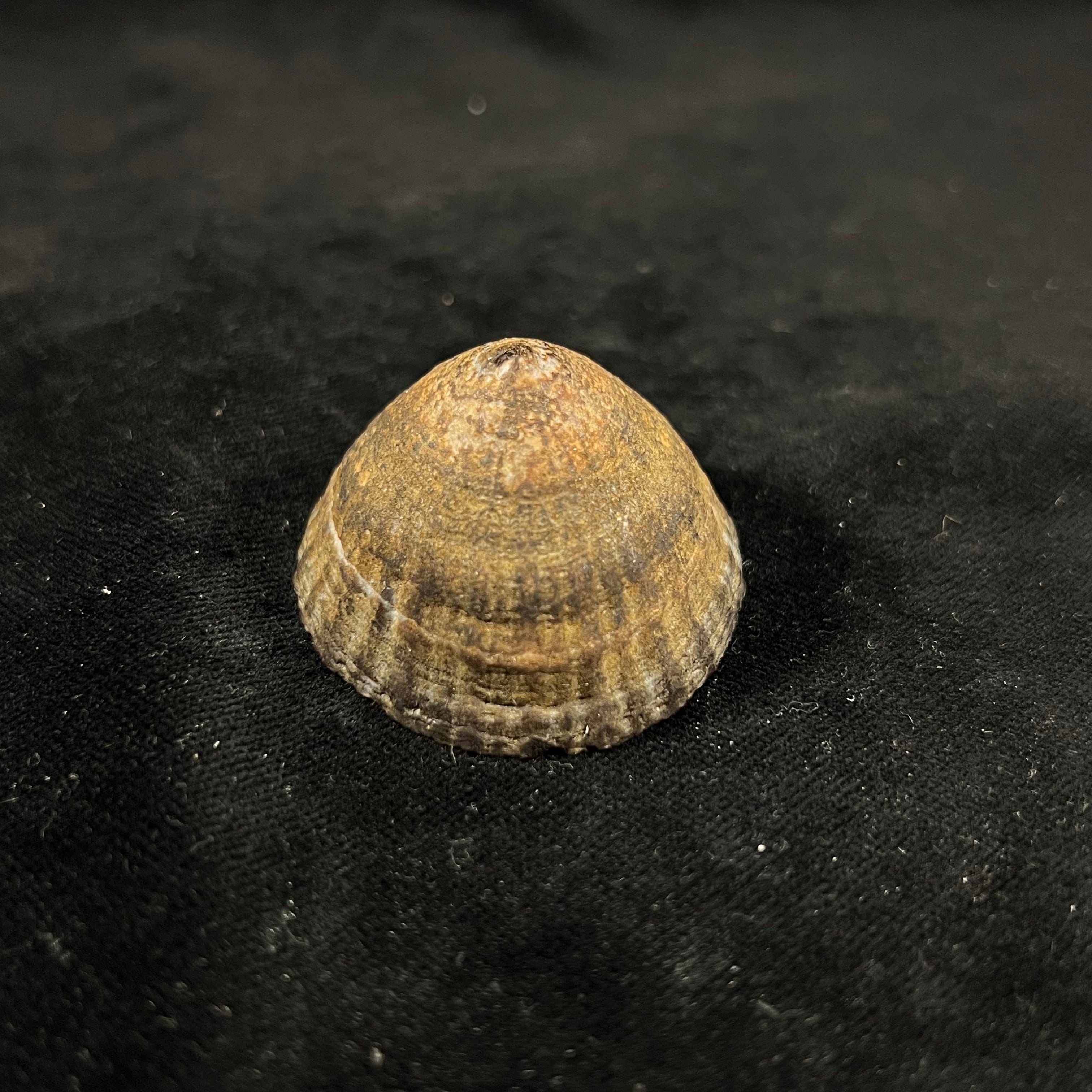 Nacella magellanica(Gmelin,1791)- 46,4毫米