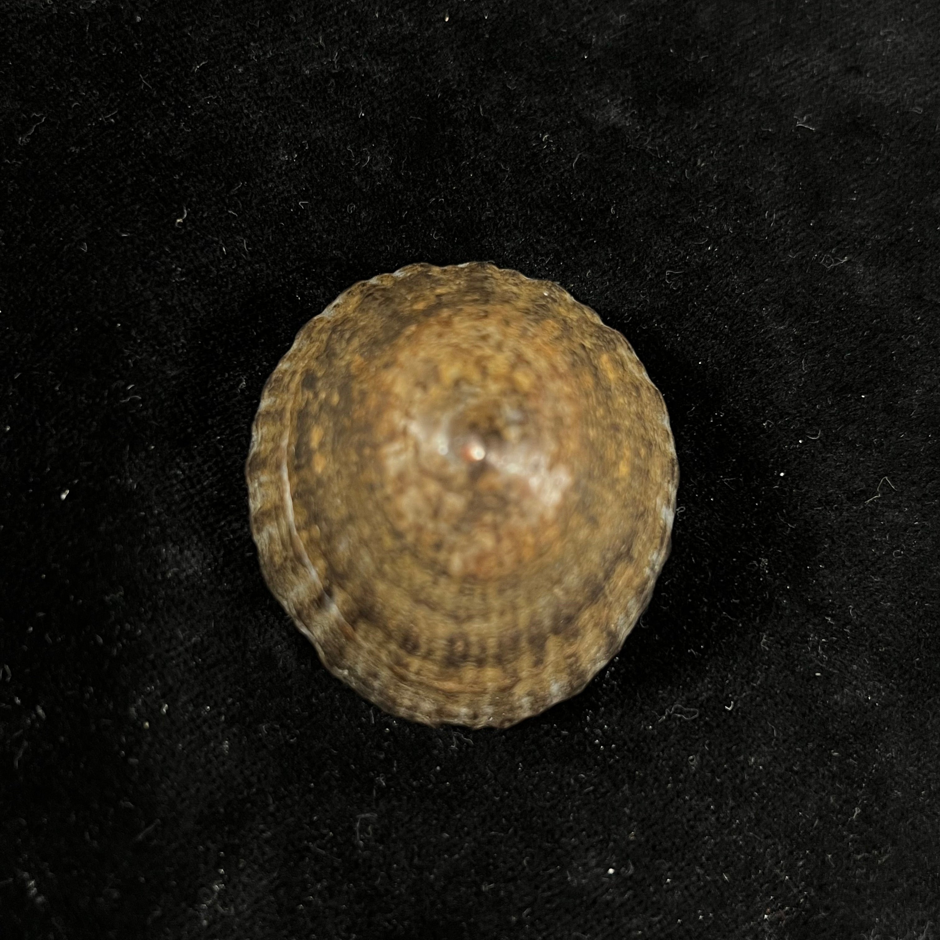 Nacella magellanica(Gmelin,1791)- 46,4毫米