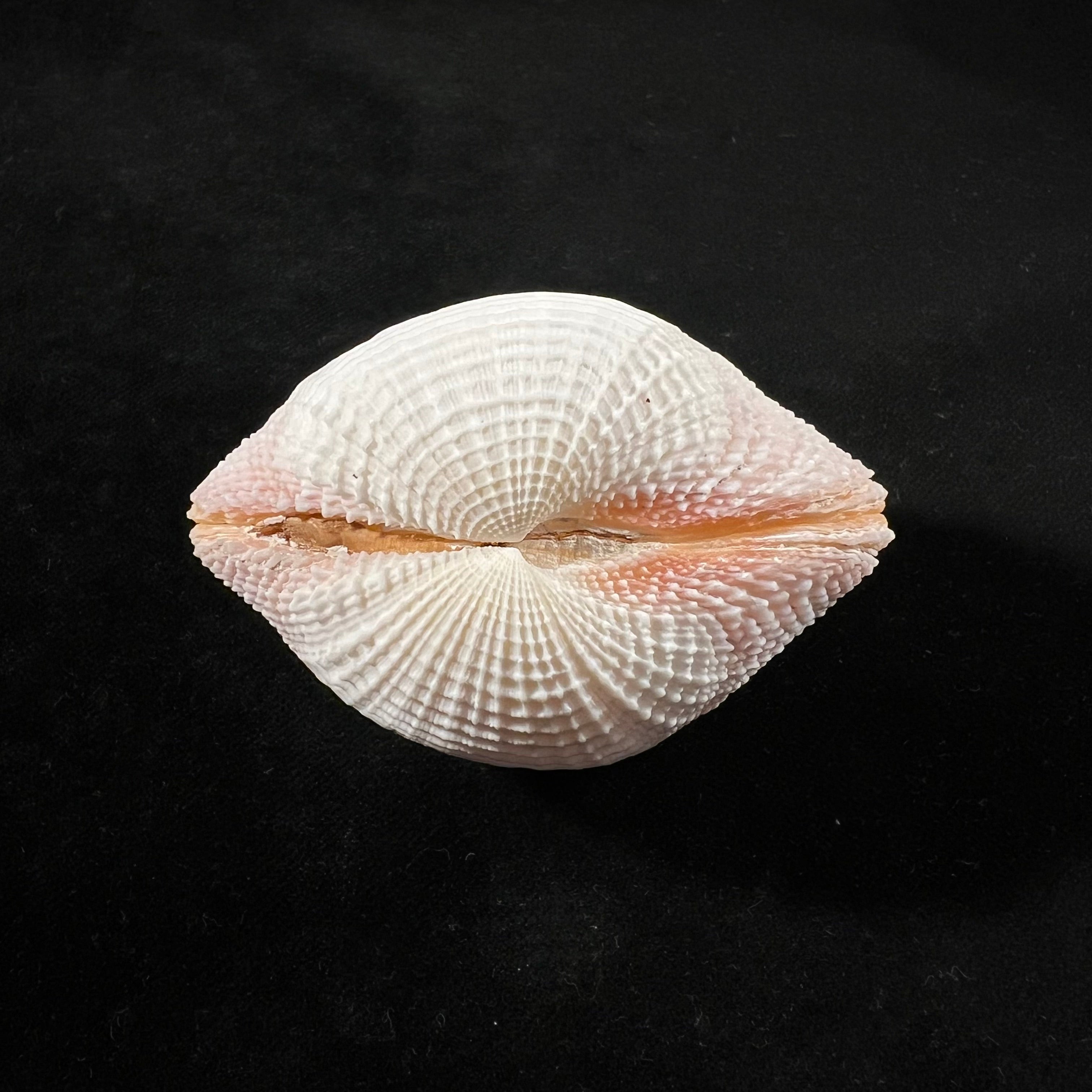 Fimbria fimbriata (Linnaeus, 1758) - 69,8mm