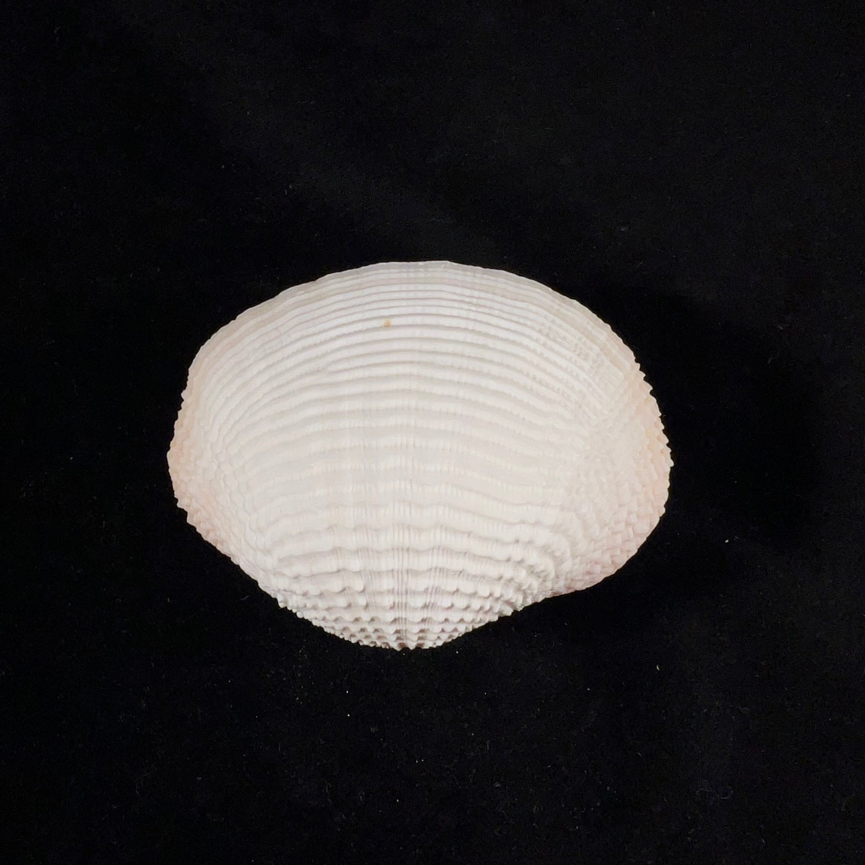 Fimbria fimbriata (Linnaeus, 1758) - 65,1mm