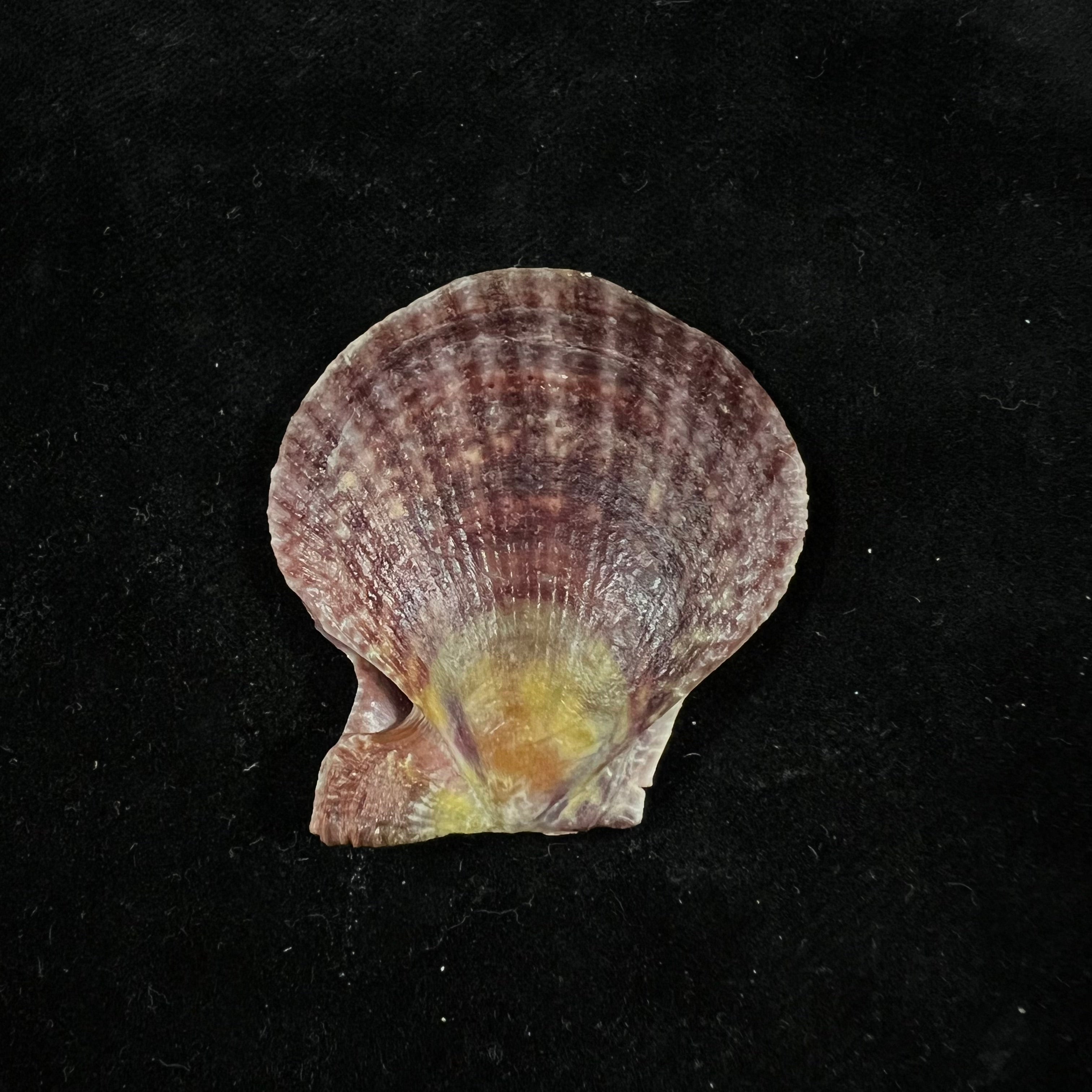 Laevichlamys squamosa (Gmelin, 1791) - 42,9毫米