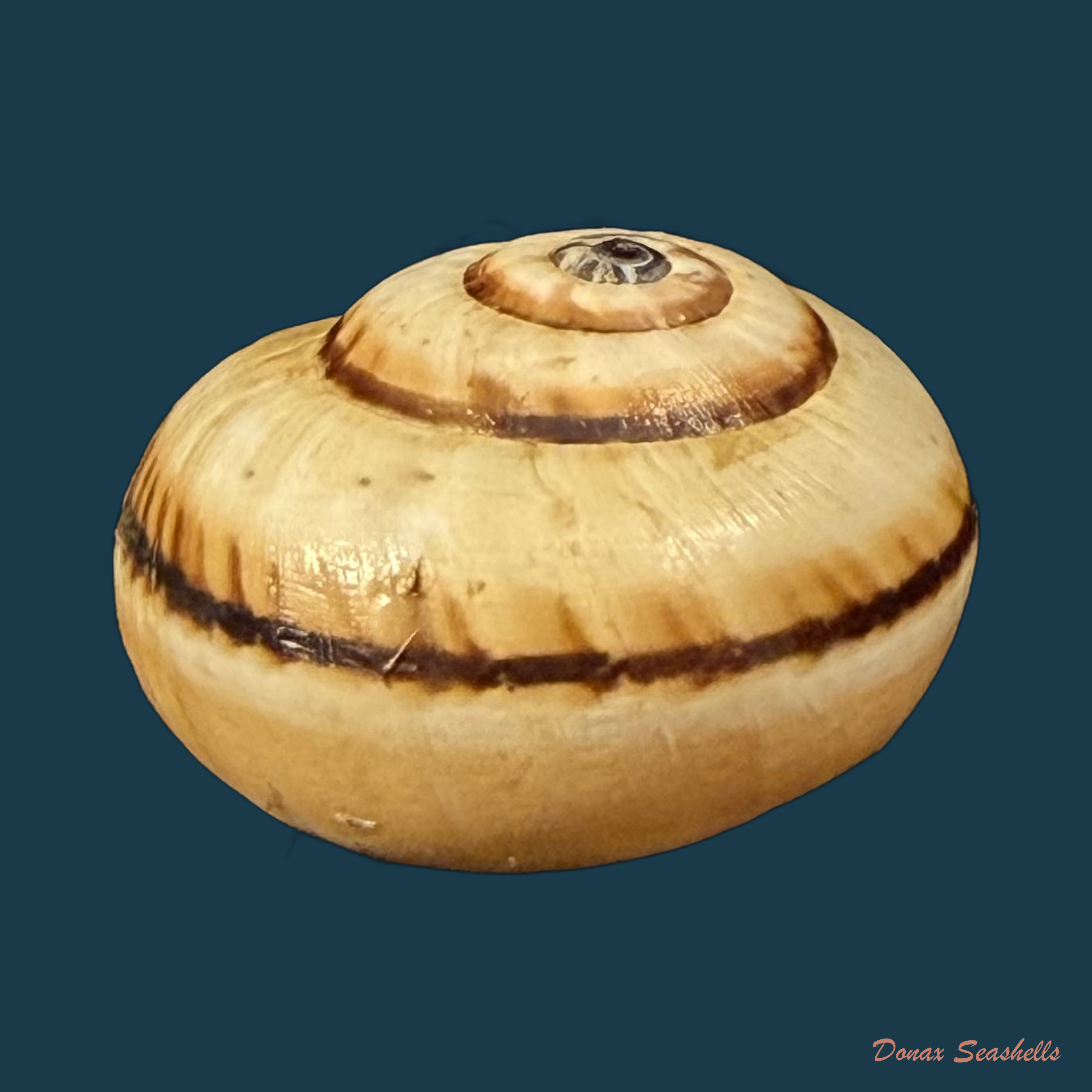Portugala inchoata (Morelet, 1845) - 15,7mm