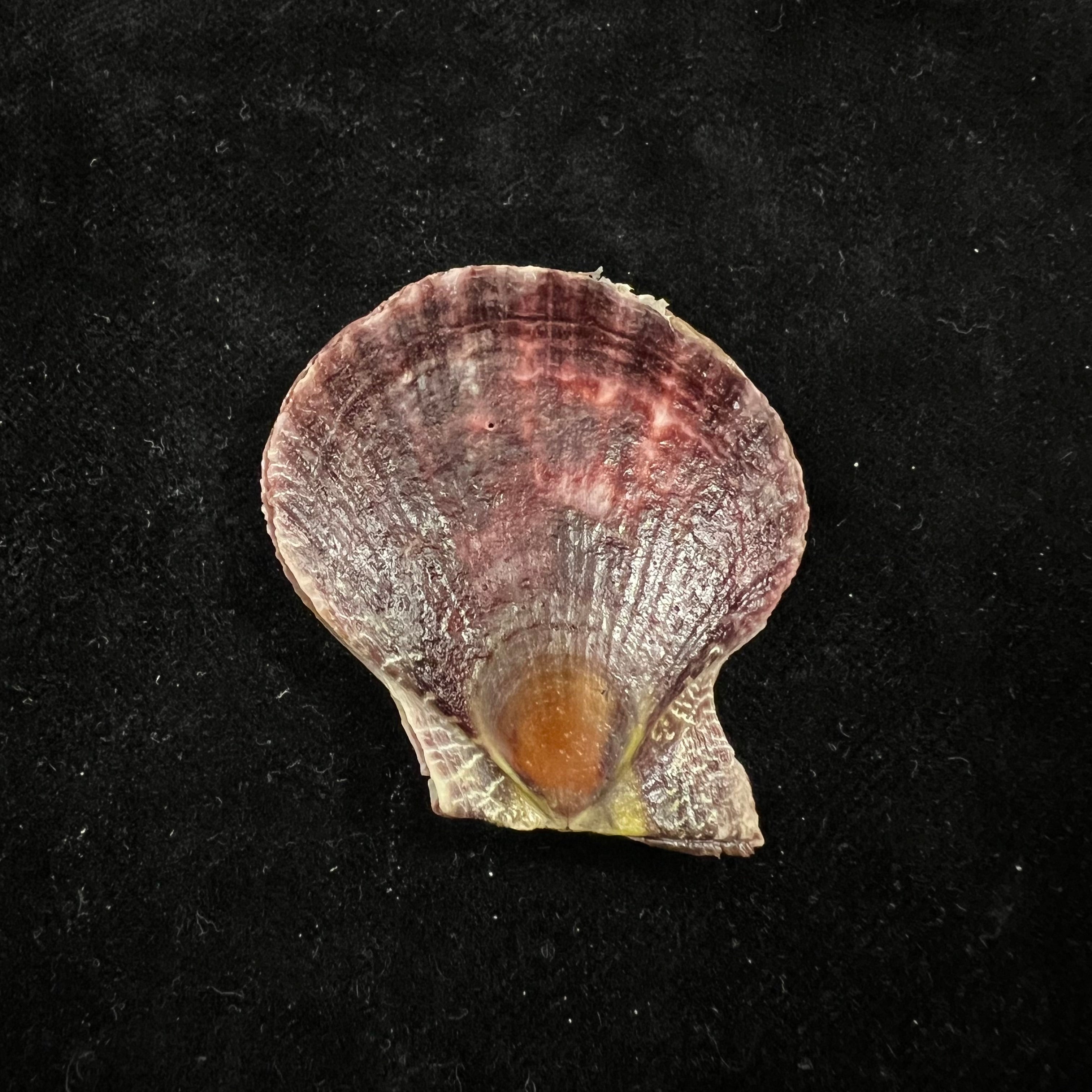 Laevichlamys squamosa (Gmelin, 1791) - 42,9毫米