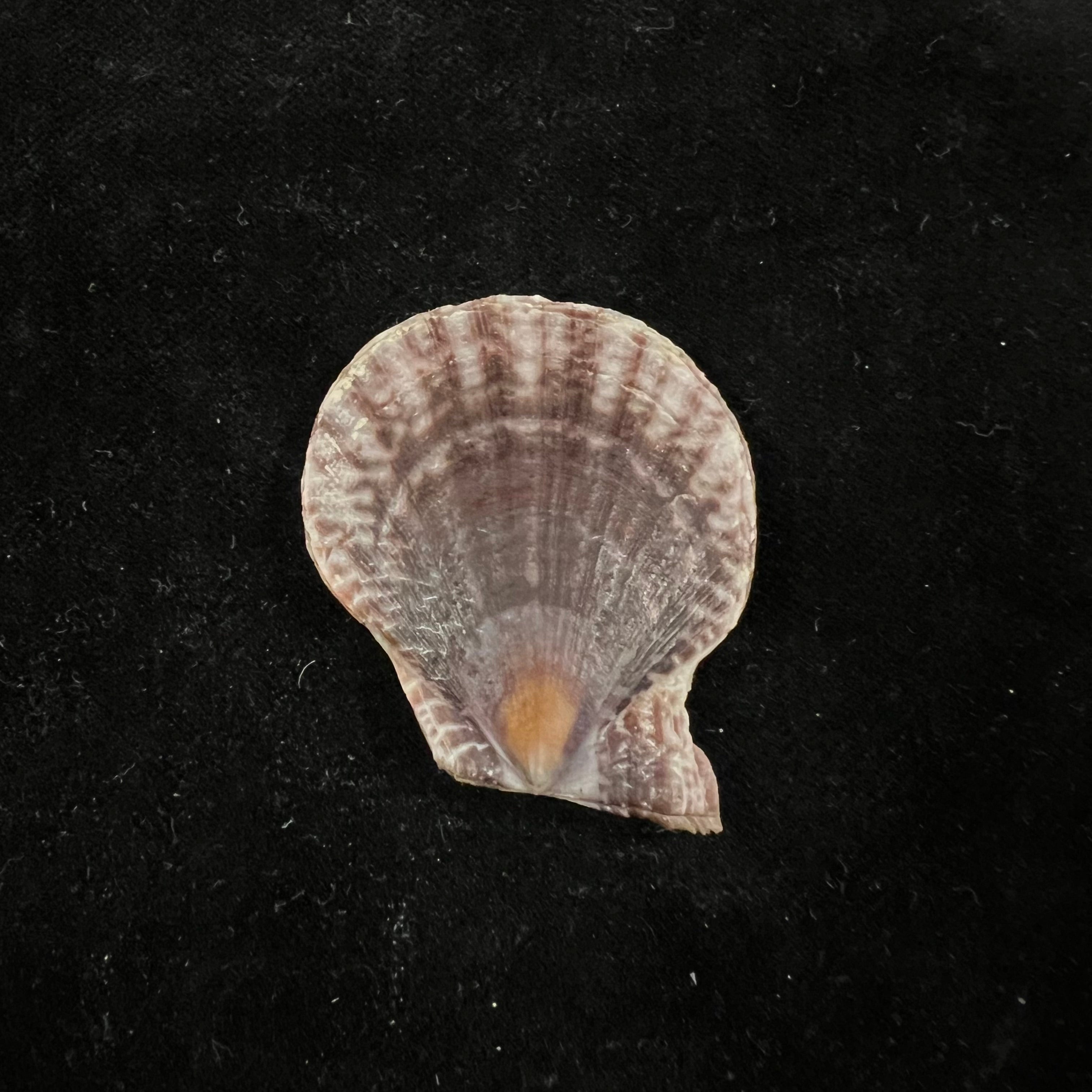 Laevichlamys squamosa (Gmelin, 1791) - 39,7mm