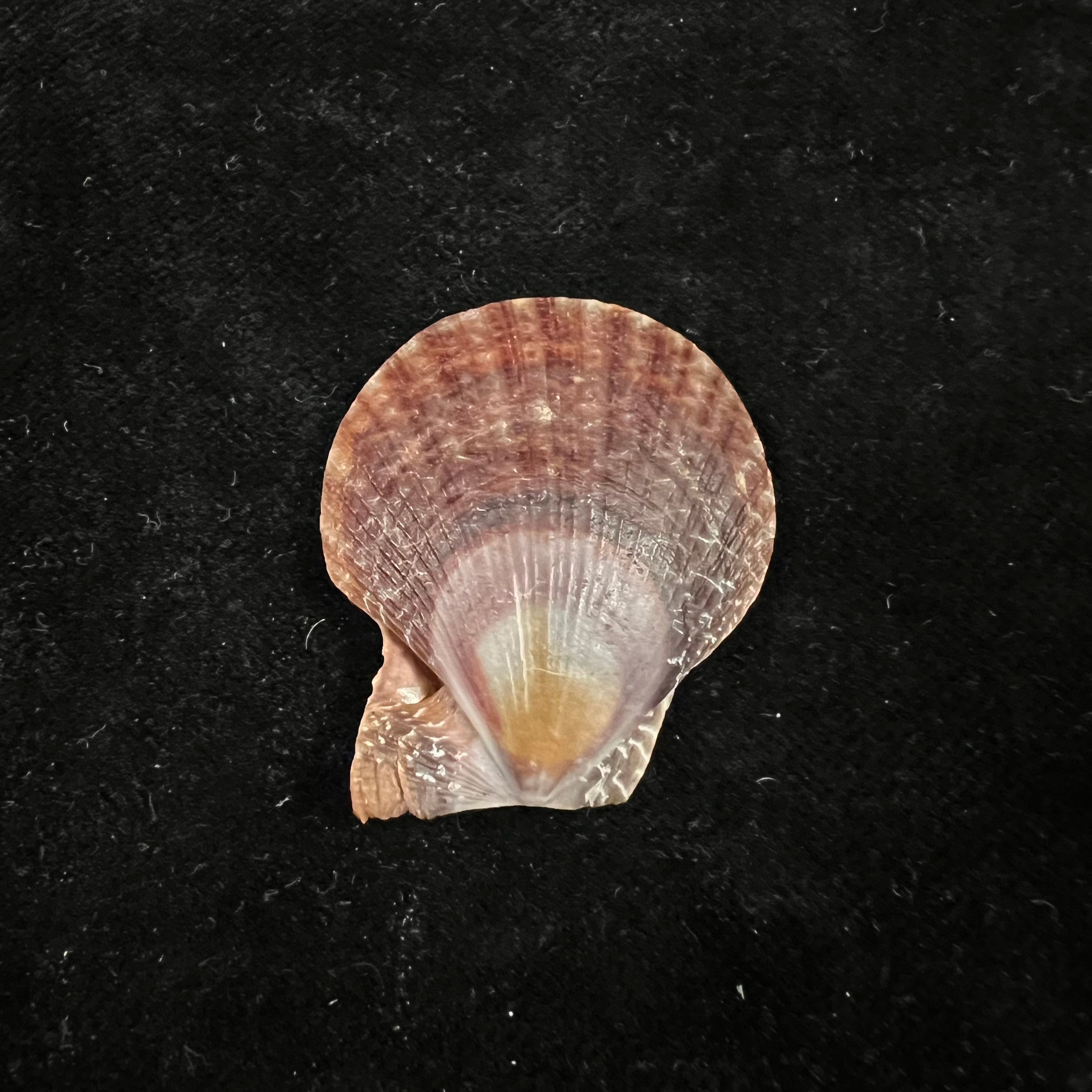 Laevichlamys squamosa (Gmelin, 1791) - 35,5毫米